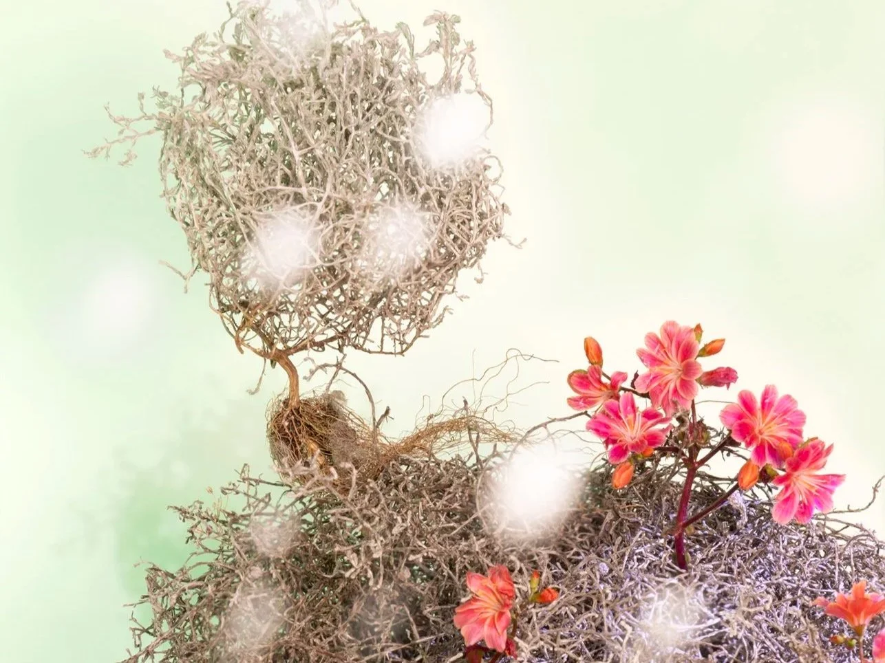 Stilleben with Fluff