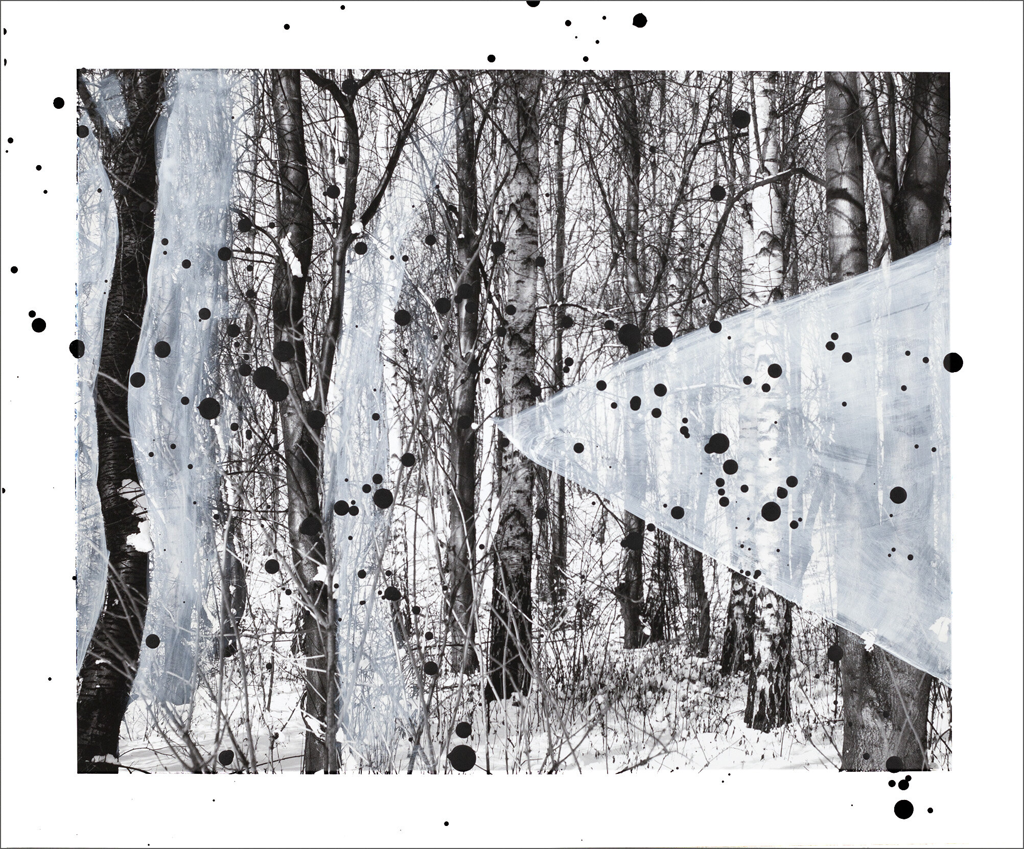 Birch Forest - size 35 x 29 cm