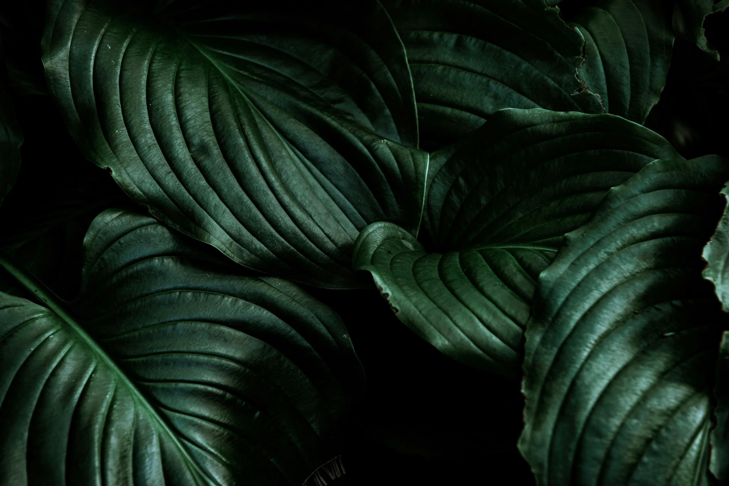 Close-up of dark green hosta leaves with layered, sculptural foliage.
