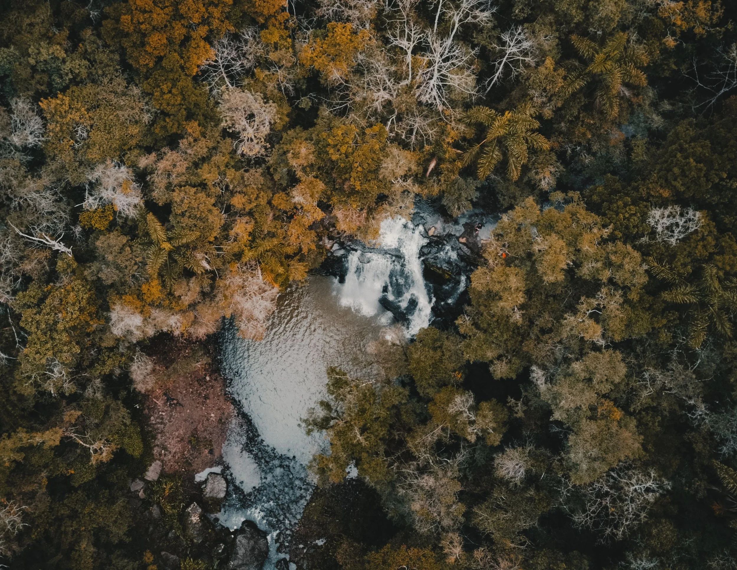 Forest with diverse trees, shadows, and deep waterfall at center, depicting complexity and layered depth in psychotherapy.