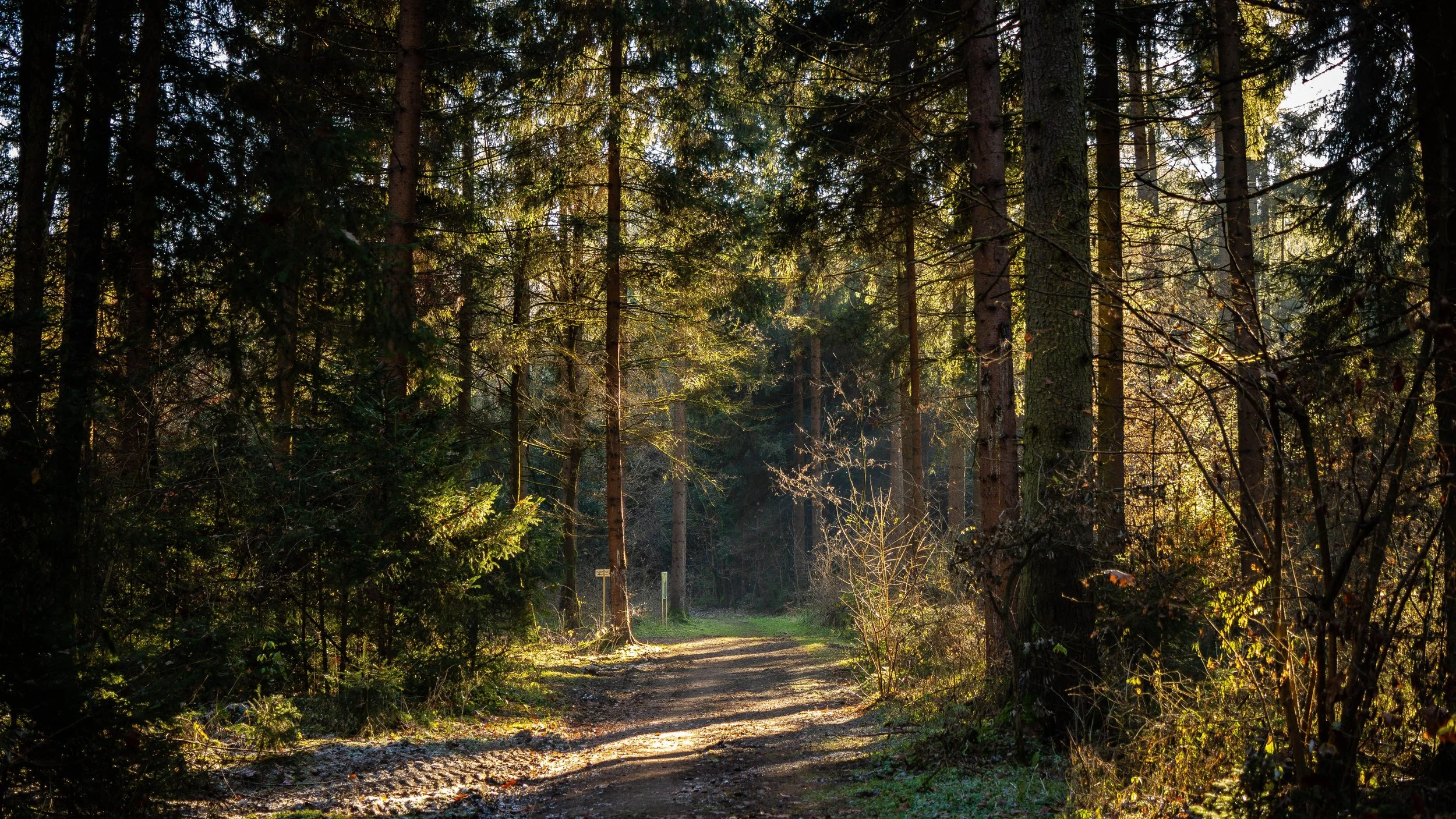 Peaceful forest path surrounded by trees and sunlight