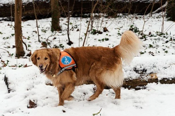 Dreaming of (And Preparing For) A White Winter