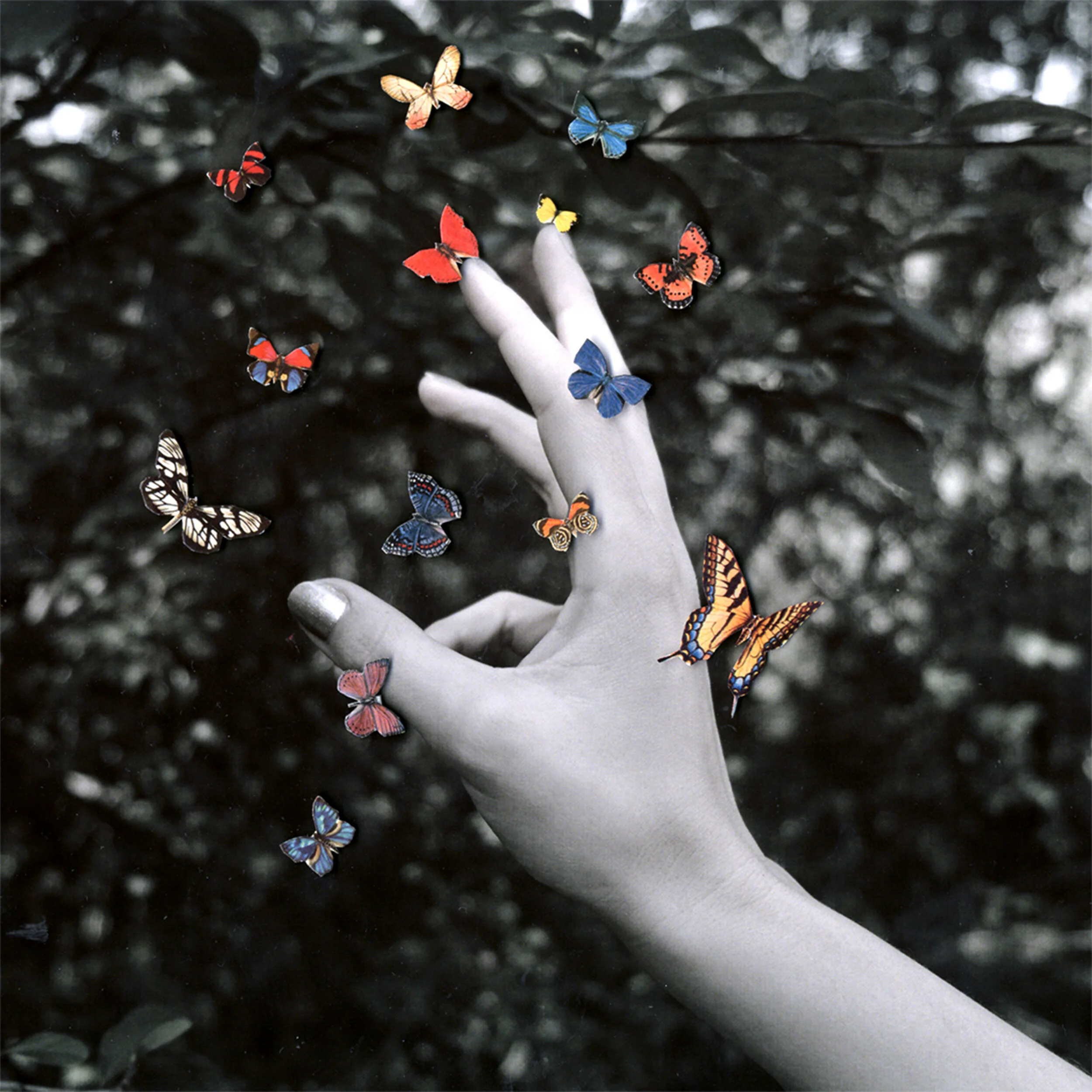 Middle Kids - Cellophane - Single Artwork .jpg