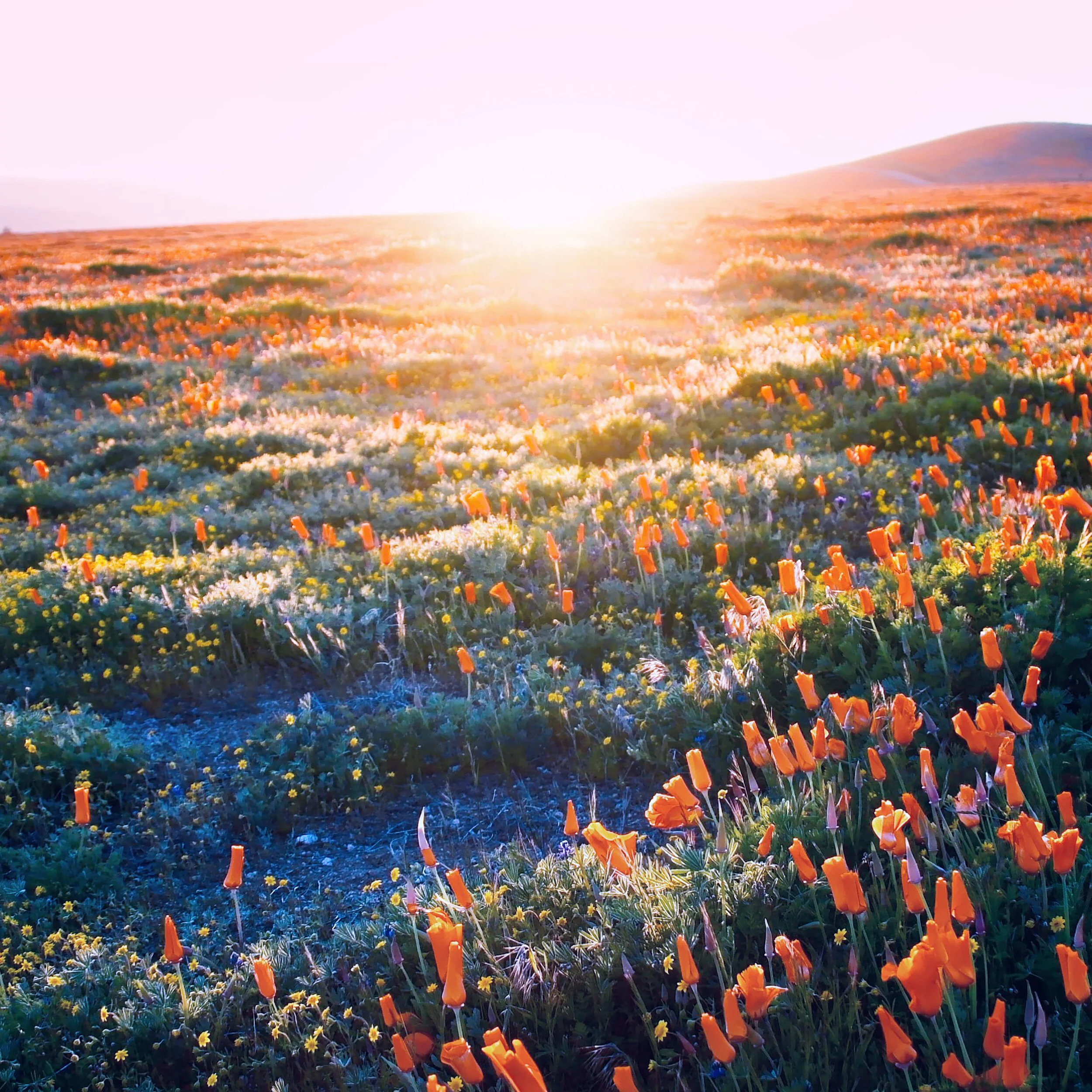 Hello Satellites drops genre-exploring album There’s a Field