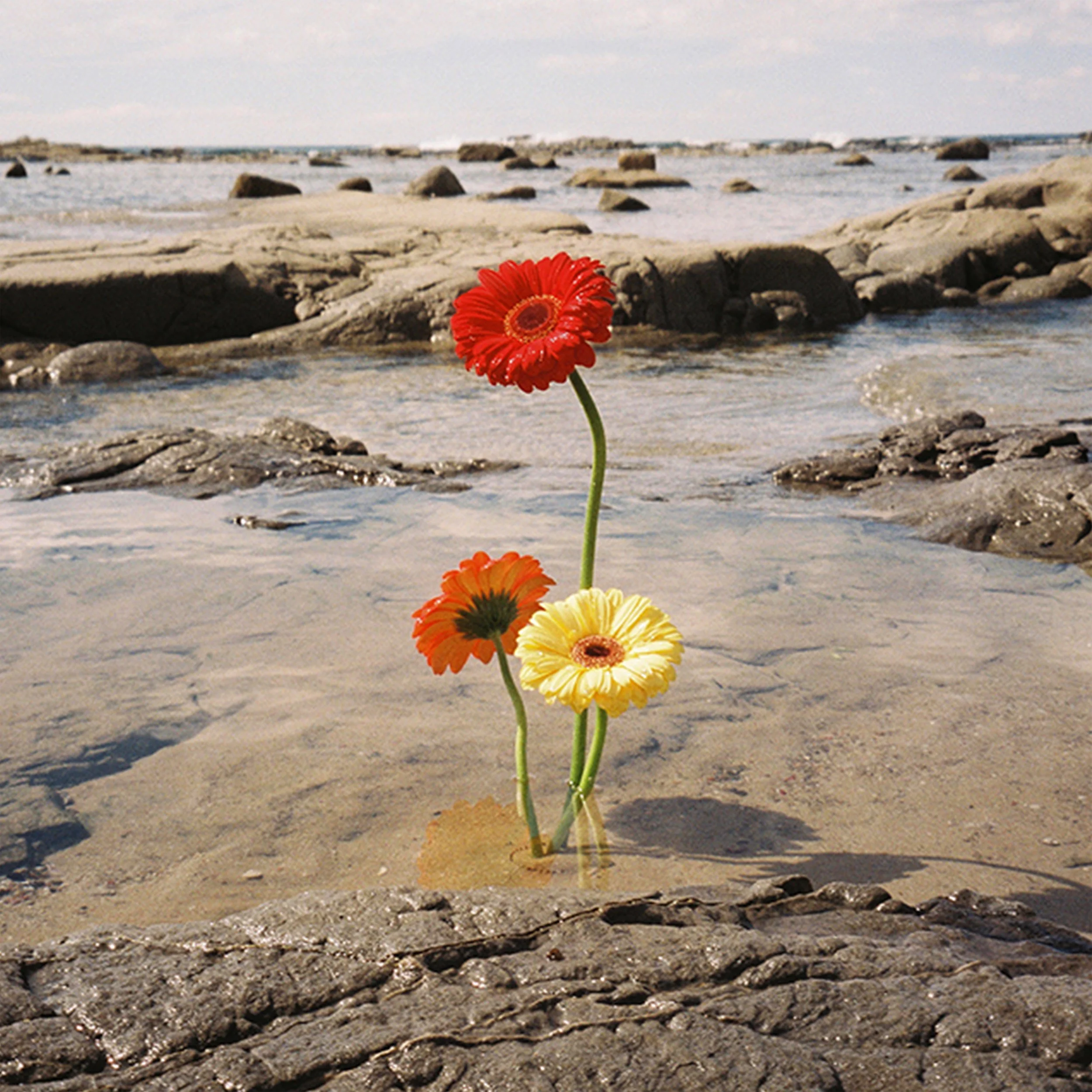 EP Review – Whatever, Forever – ‘SLOWLY DYING WITH YOU