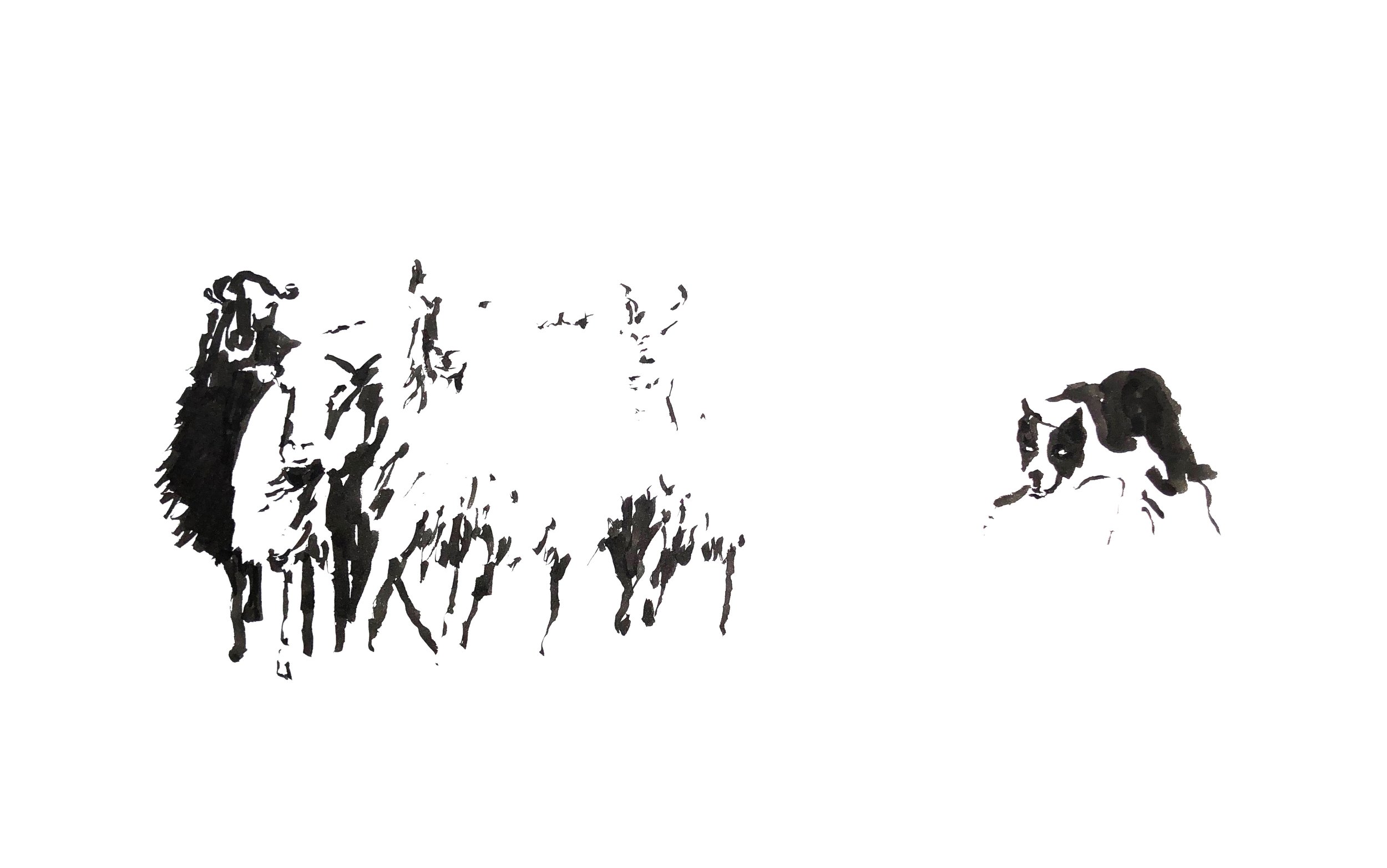 BORDER COLLIE