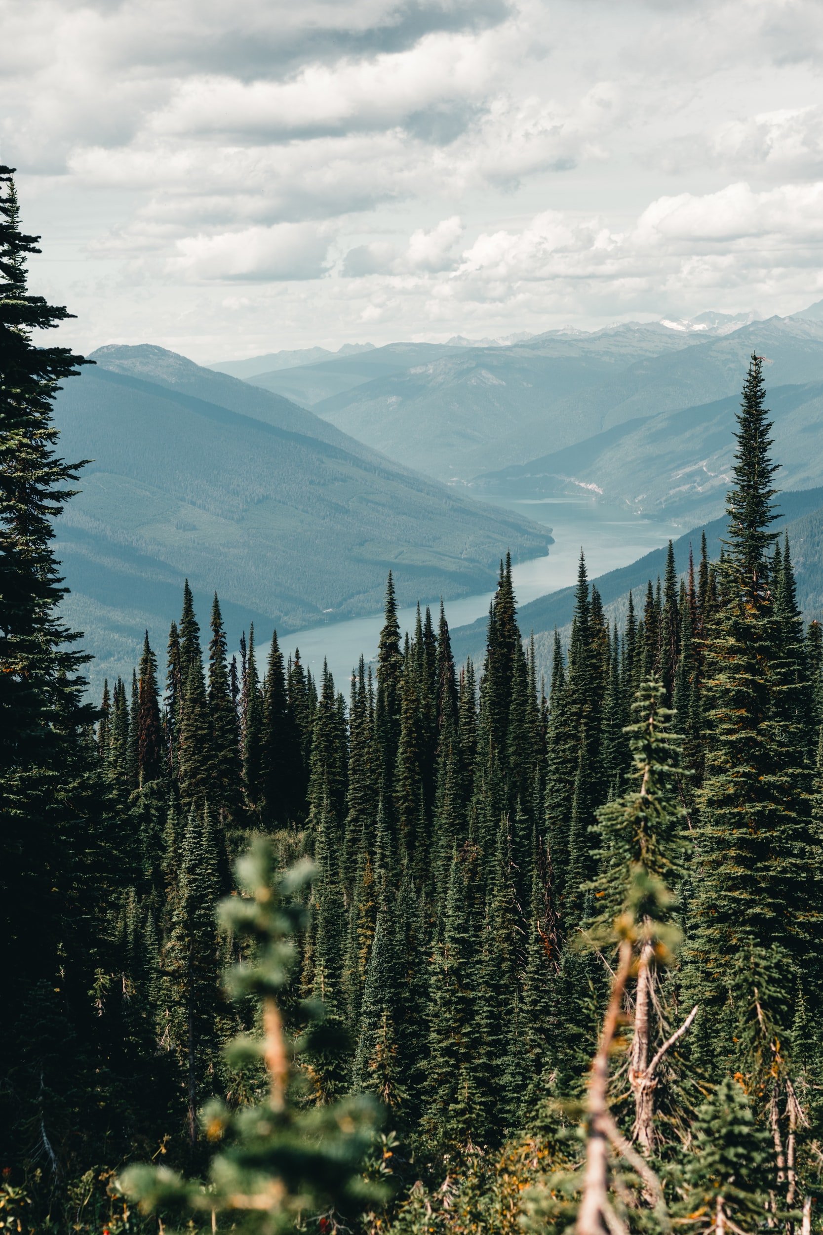 An example of a trees required to plant as a %u2018pay off%u2019%u2019 to the tons of extra CO2 that the machineries pumped to create crystals.