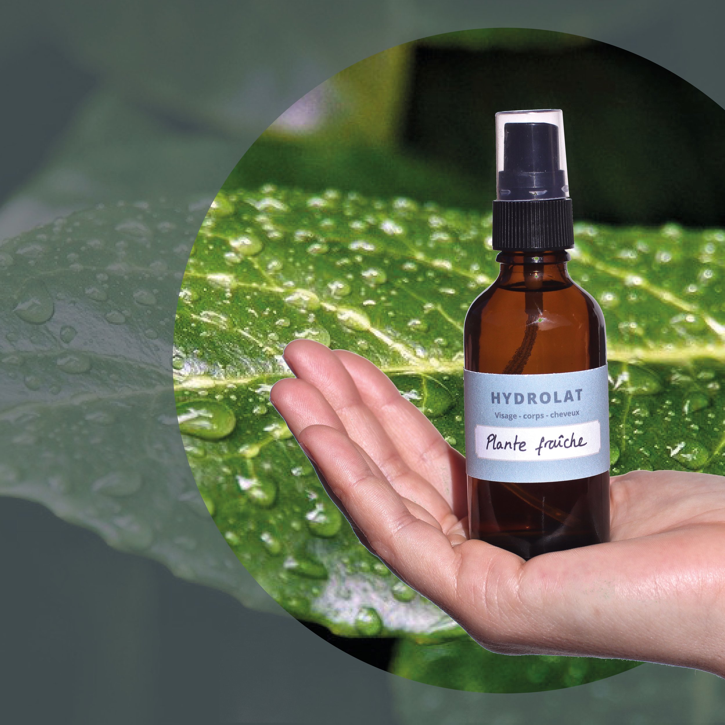 Hydrolat de Laurier noble - Purifiant et tonifiant