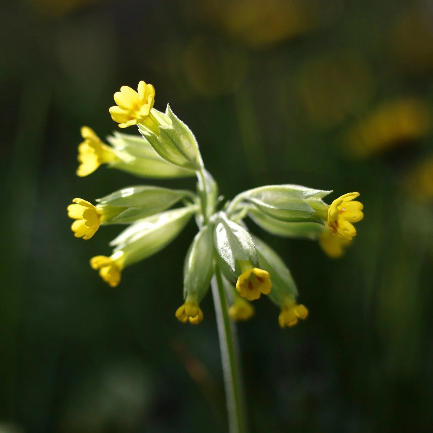 La primevère, on la voit souvent sans la regarder.
Elle surgit au début du printemps, comme une promesse douce et lumineuse.
Je trouve qu'elle porte une force apaisante, presque maternelle.
Nous avons cueilli ses fleurs, toujours le m