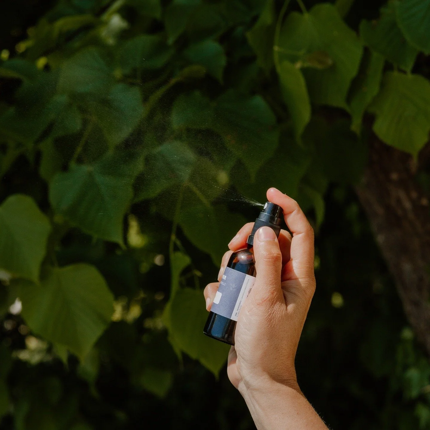 Nouvel hydrolat Milefolia : la Ronce sauvage, distillée au mois de mai, au moment où ses jeunes feuilles concentrent leur vitalité.
Cet hydrolat au parfum végétal est un allié précieux pour les peaux