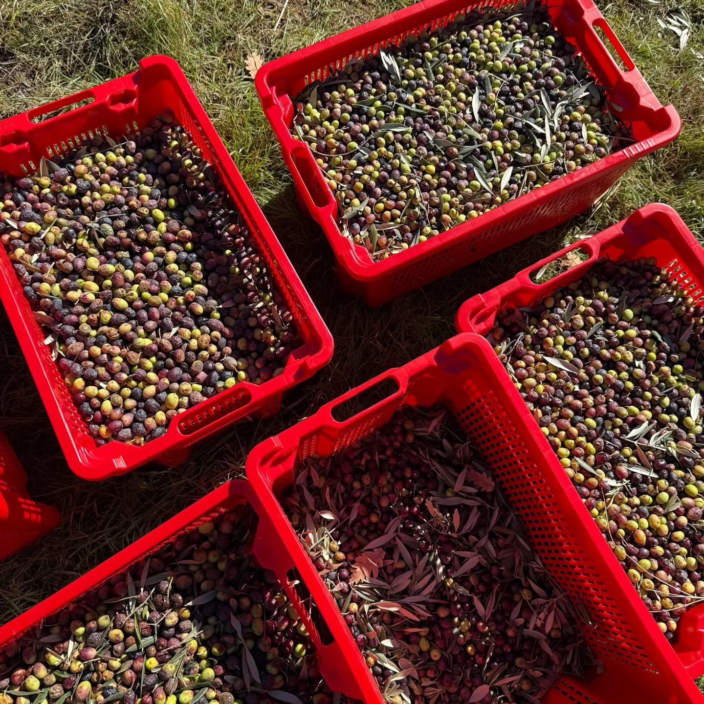 Pourquoi l&rsquo;huile d&rsquo;olive dans nos soins Milefolia ?

Parce qu&rsquo;elle fait simplement partie des supports les plus efficaces et les plus s&ucirc;rs pour travailler les plantes.

✨ Naturellement antioxydante
Elle prot&egrave;ge les mac&