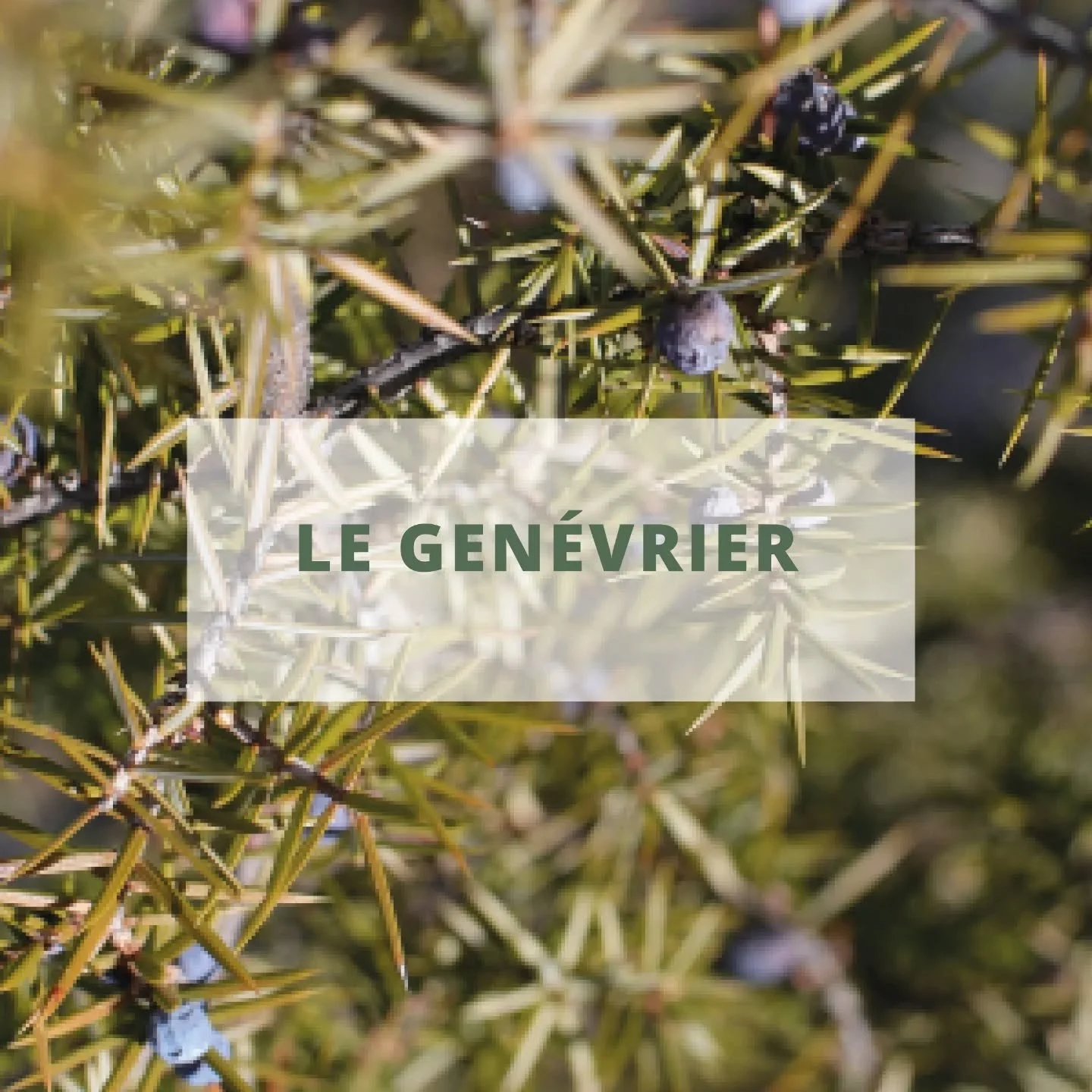 Ce matin, je suis all&eacute;e voir les gen&eacute;vriers.

Ils poussent l&agrave;-haut, sur les collines. Il faut marcher un peu, mais j'aime ce silence, ce moment o&ugrave; on ralentit pour observer.

Les baies sont pr&ecirc;tes. Certaines encore v