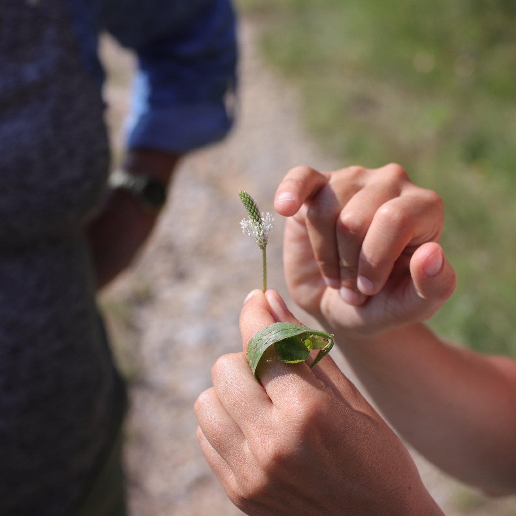 Balade botanique et géologique à Entrages - 24 juillet