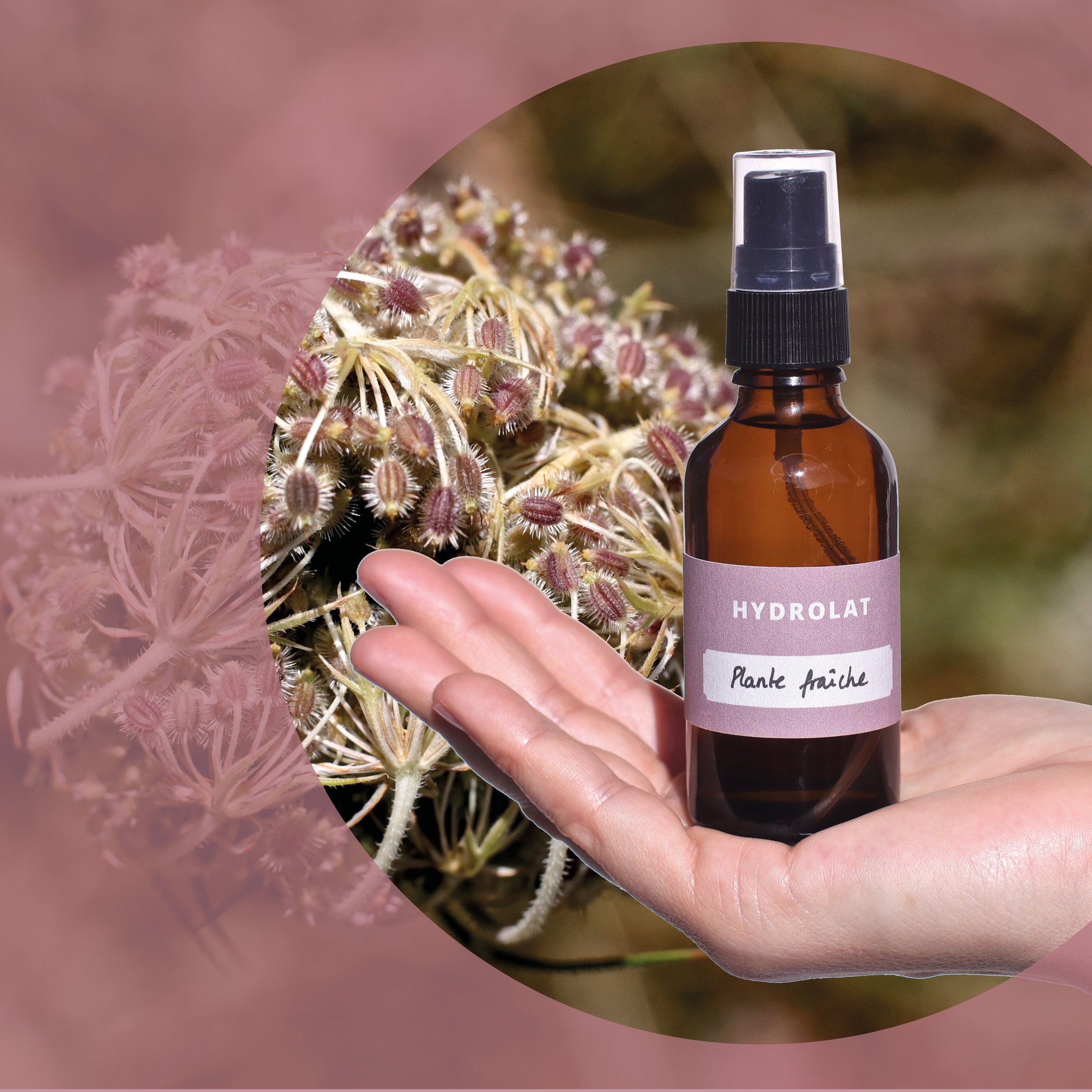 Flacon d'hydrolat de carotte bio Milefolia, reconnu pour ses propriétés illuminatrices et tonifiantes, idéal pour revitaliser le teint et équilibrer la peau.