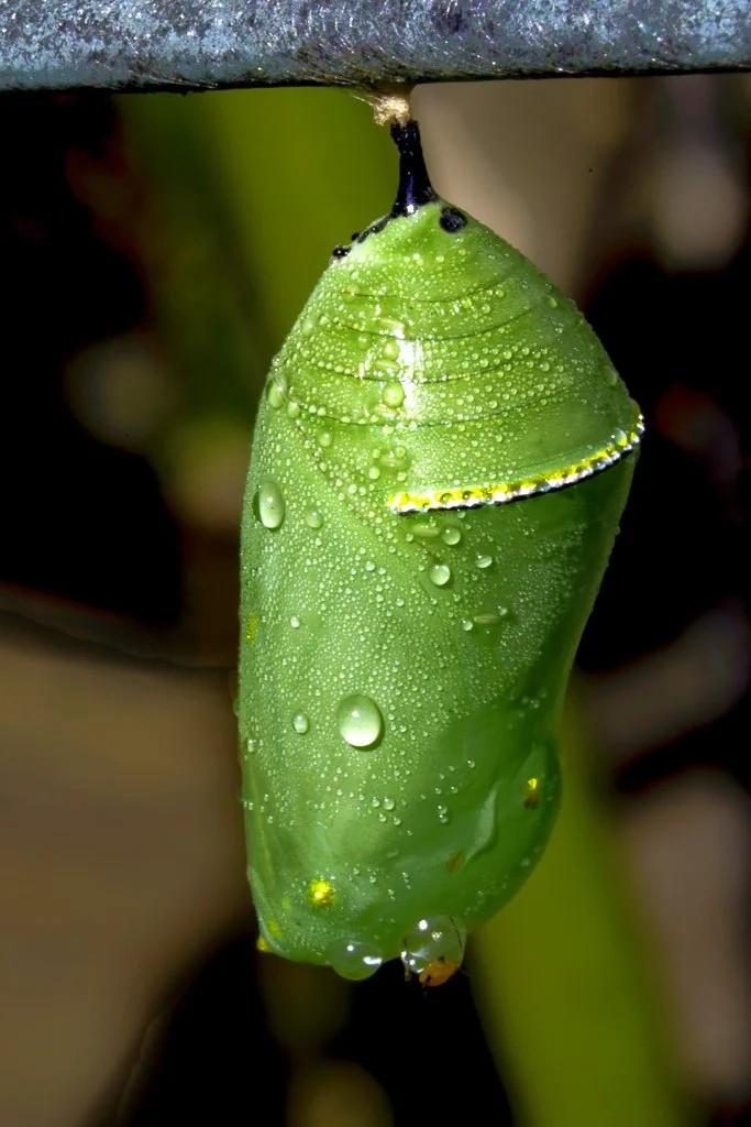 Chrysalis 1:1 monthly payment