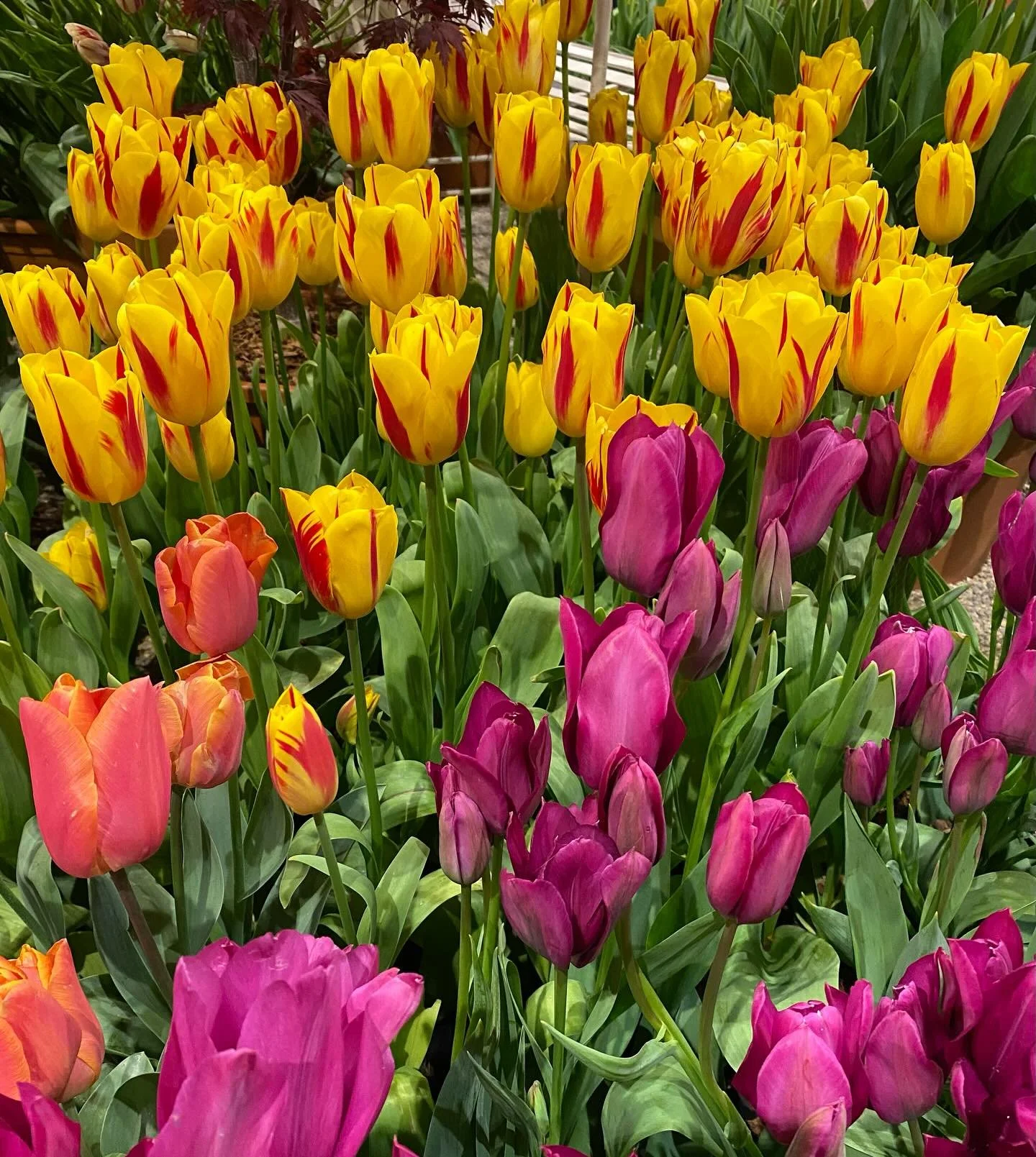 Florist Hereford, Sustainable Florist, Fresh Flower Delivery — Yolanda