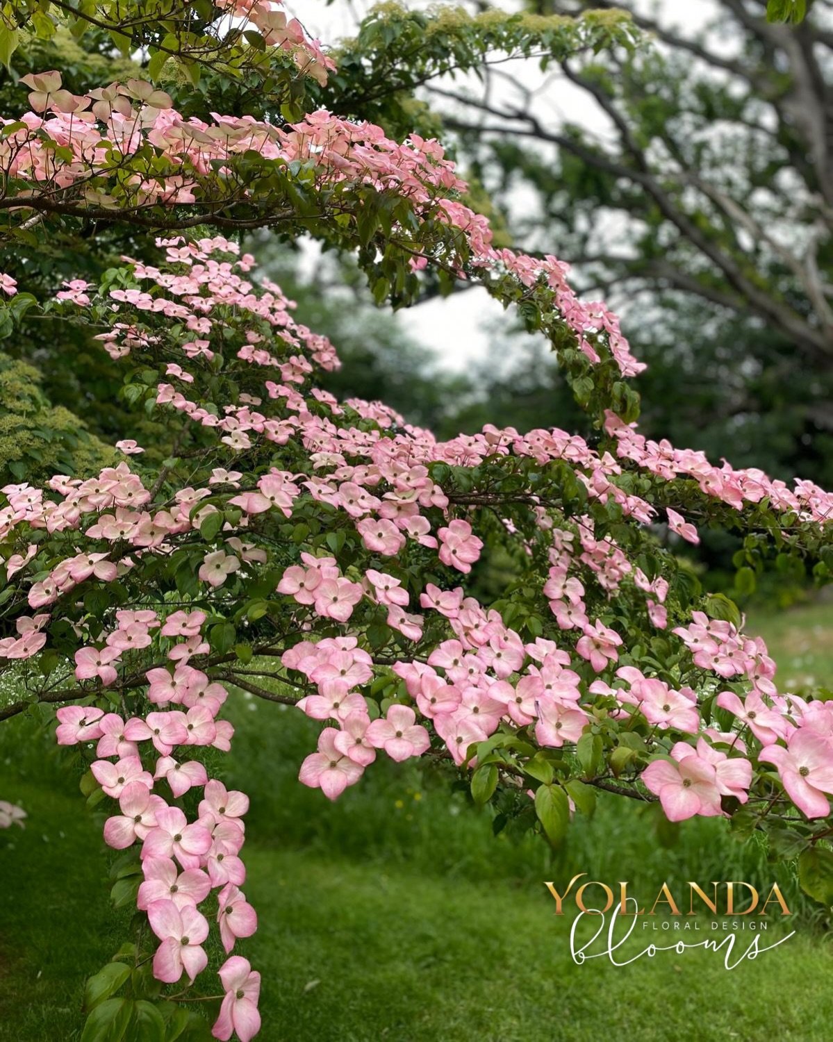 Cornus Kousa pictured here in bloom, is one of my favourite trees.&nbsp;

I attended a one-day photography and video course at Stocktonbury gardens with the amazing Andrea @wild_meadow . It was so relaxing and informative. I learned so much and met s