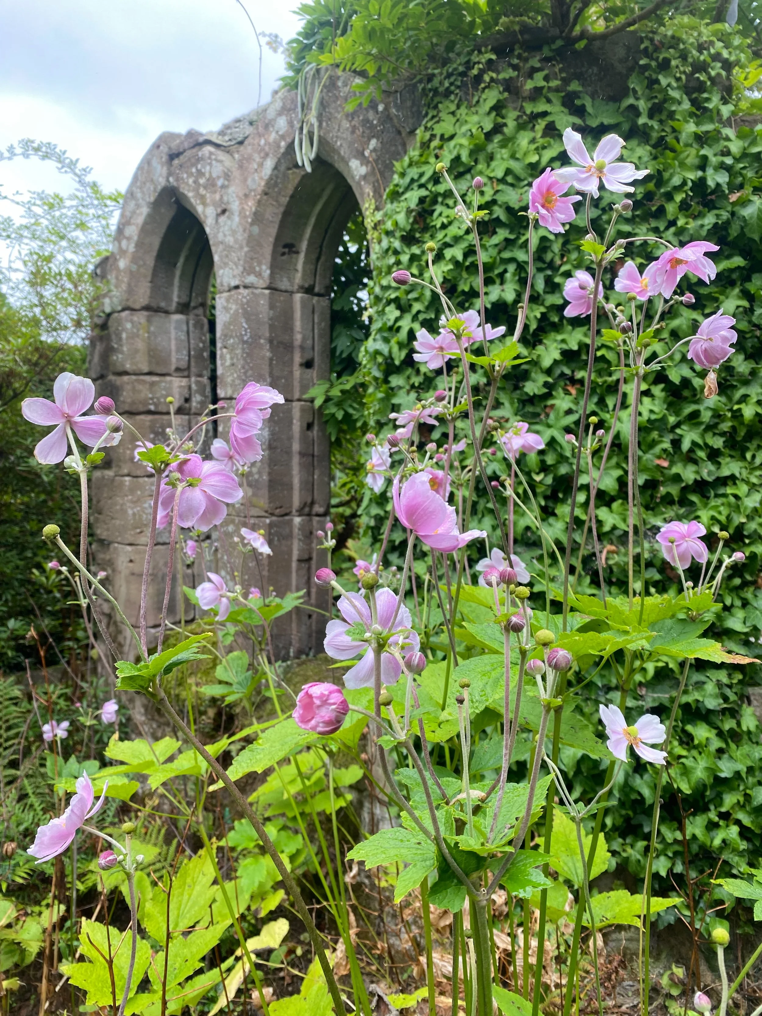 What a day it has been in front of my computer responding to emails after the Bank Holiday. Sometimes you just have to switch the screen off and take a stroll to my favourite garden in Herefordshire @tamsinwesthorpe to clear the mind even in the rain