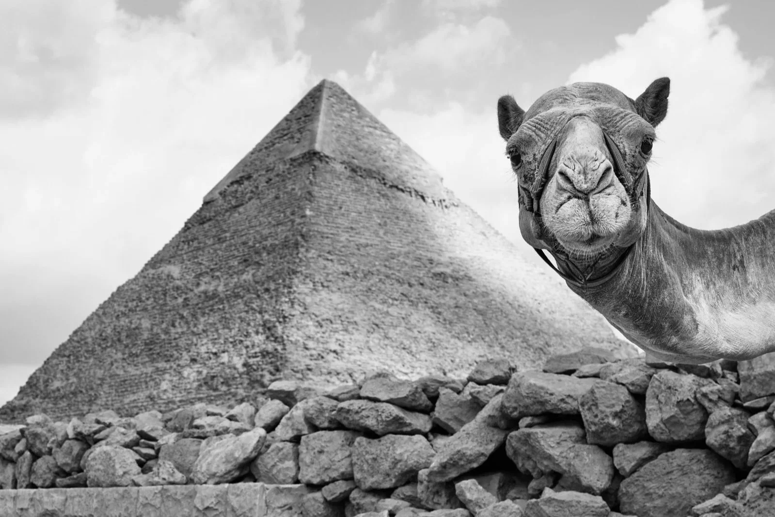 A black and white photo of a camel with a pyramid in the background, possibly in Egypt, on a stone wall.