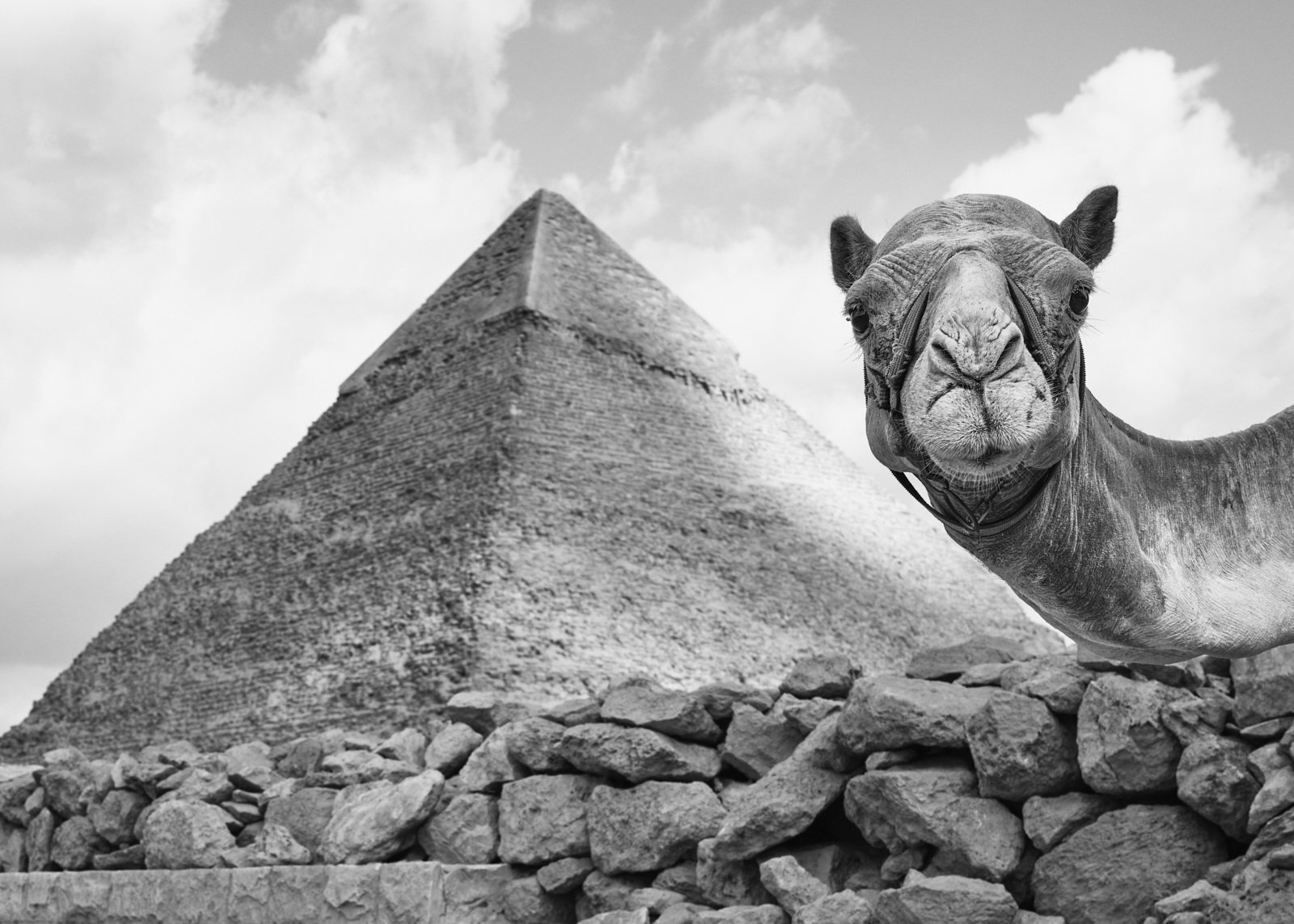 2501Egypt__Sascha_van_der_Werf_s_ 34.jpg