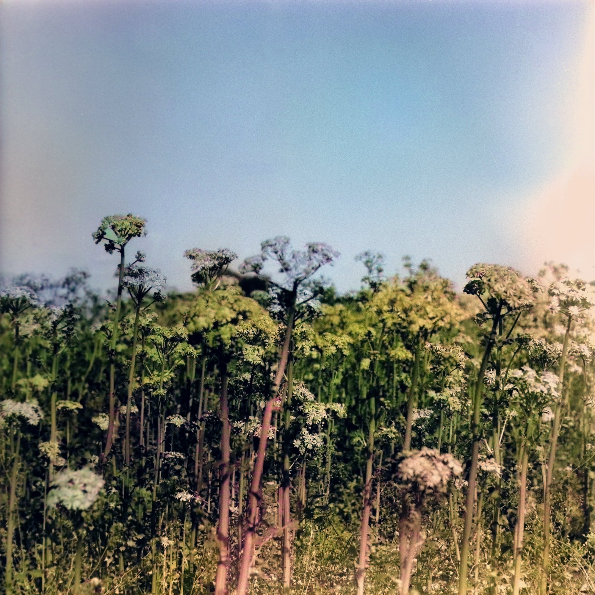 Roll 83 Medium-1069-Edit.jpg