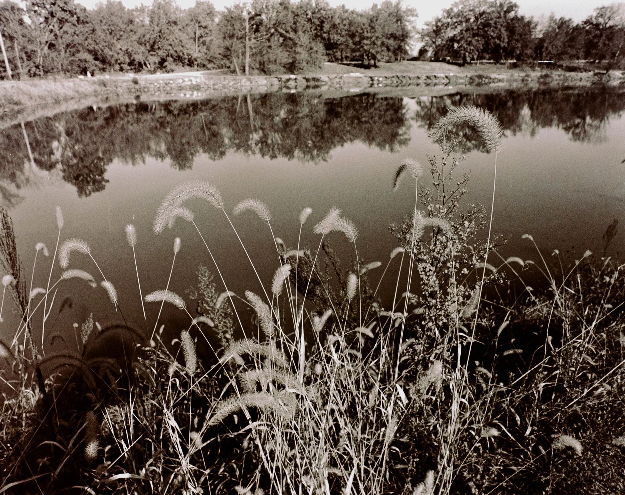 On the edge of the pond