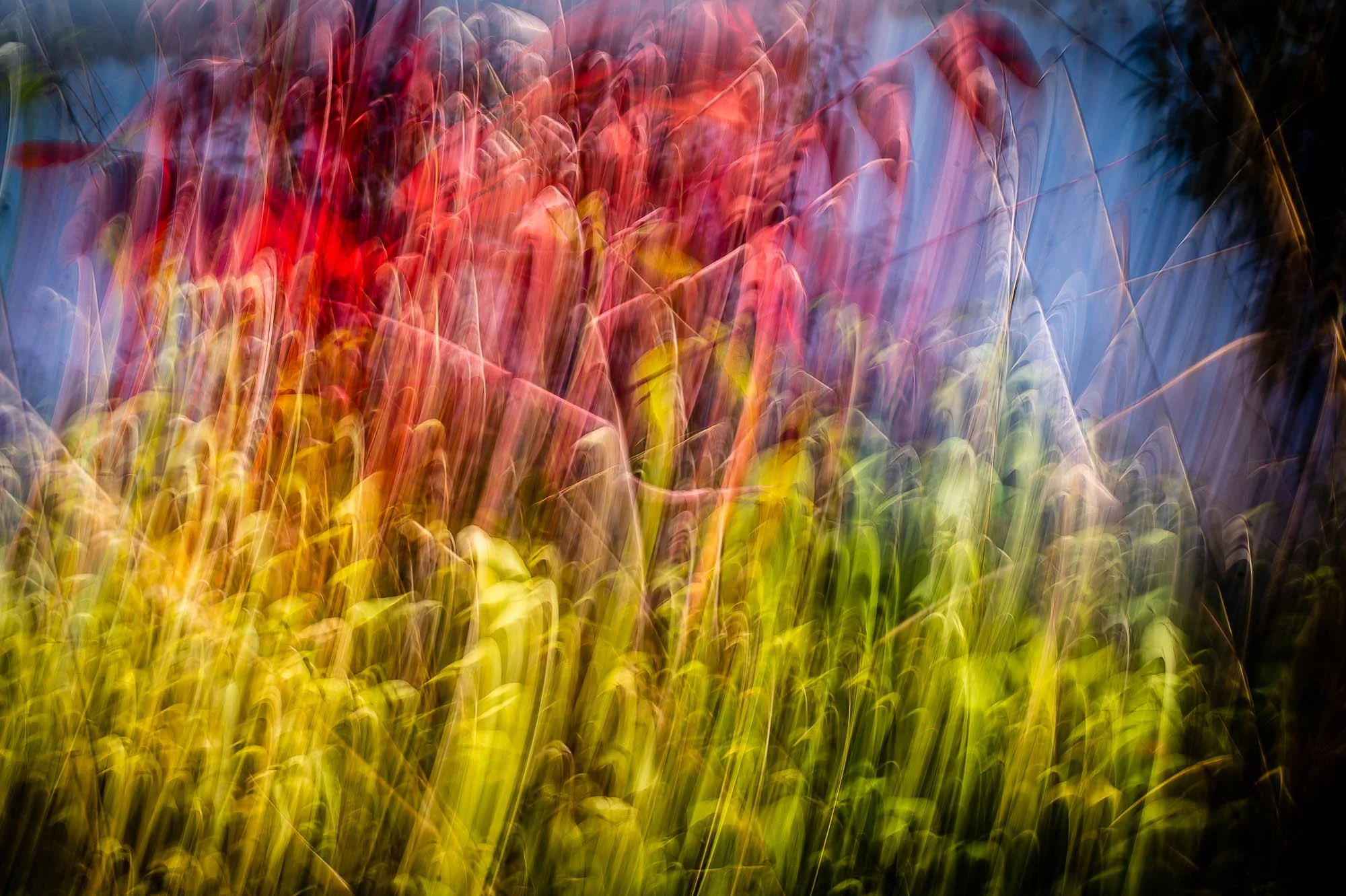 Fall colors/motion