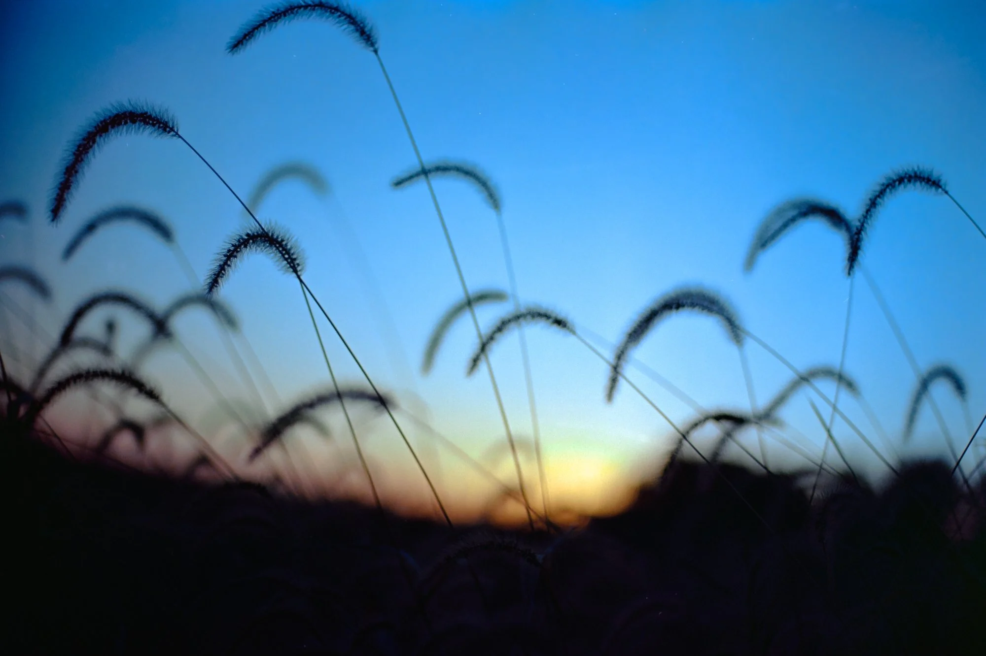 Roll 101 F3 Nature-372.jpg
