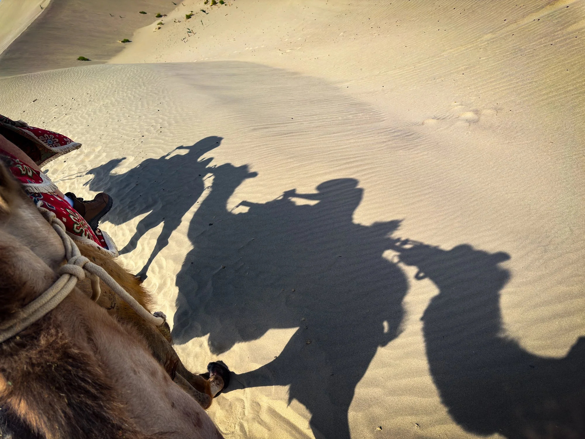 Camel rides in the Taklamakan Desert