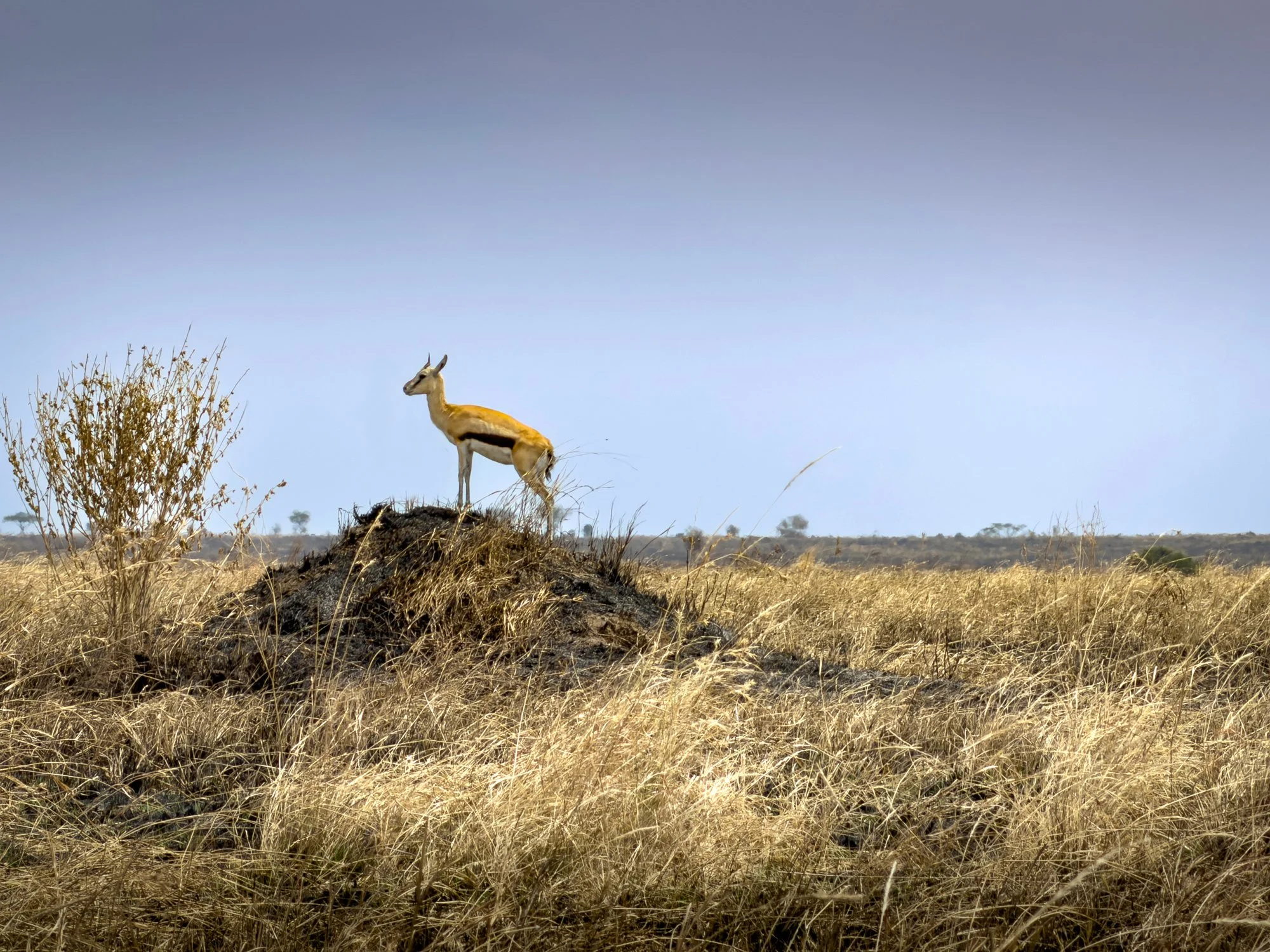 Impala, Serengeti,  Tanzania