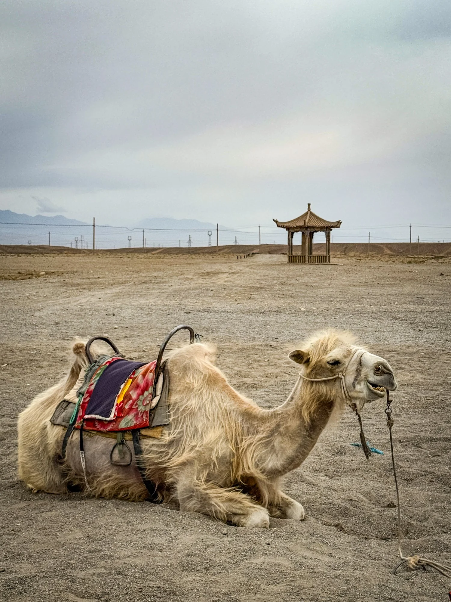 Camel rides