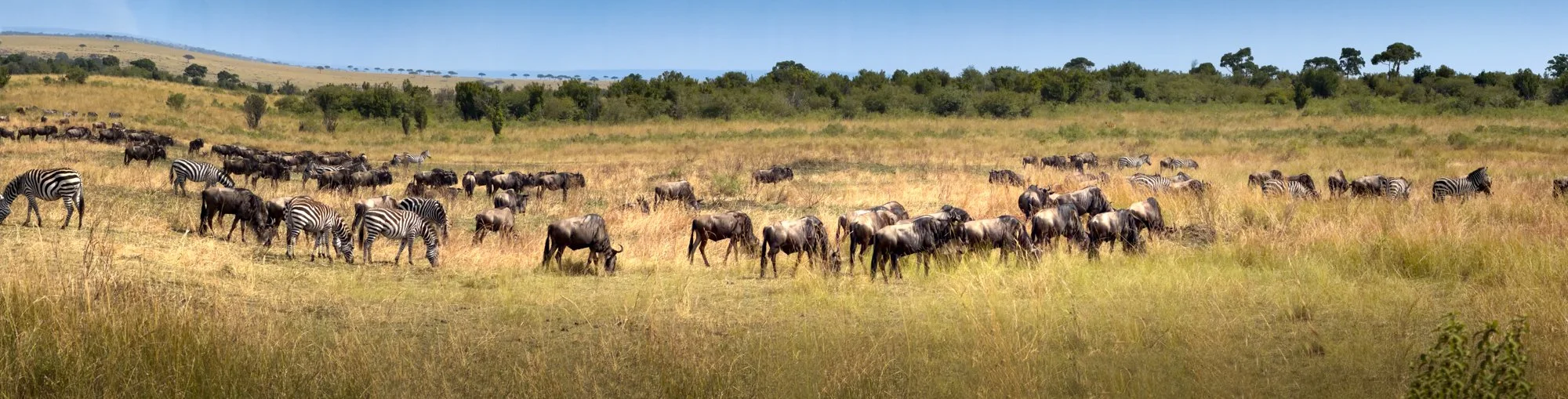 Serengeti,  Tanzania