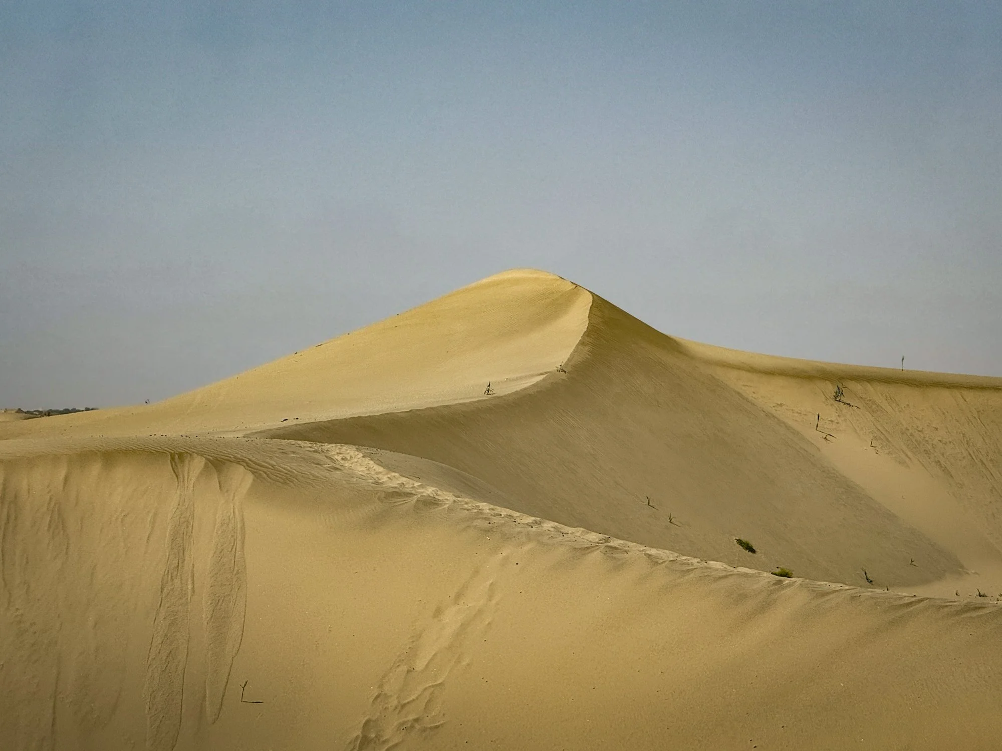 Camel rides in the Taklamakan Desert