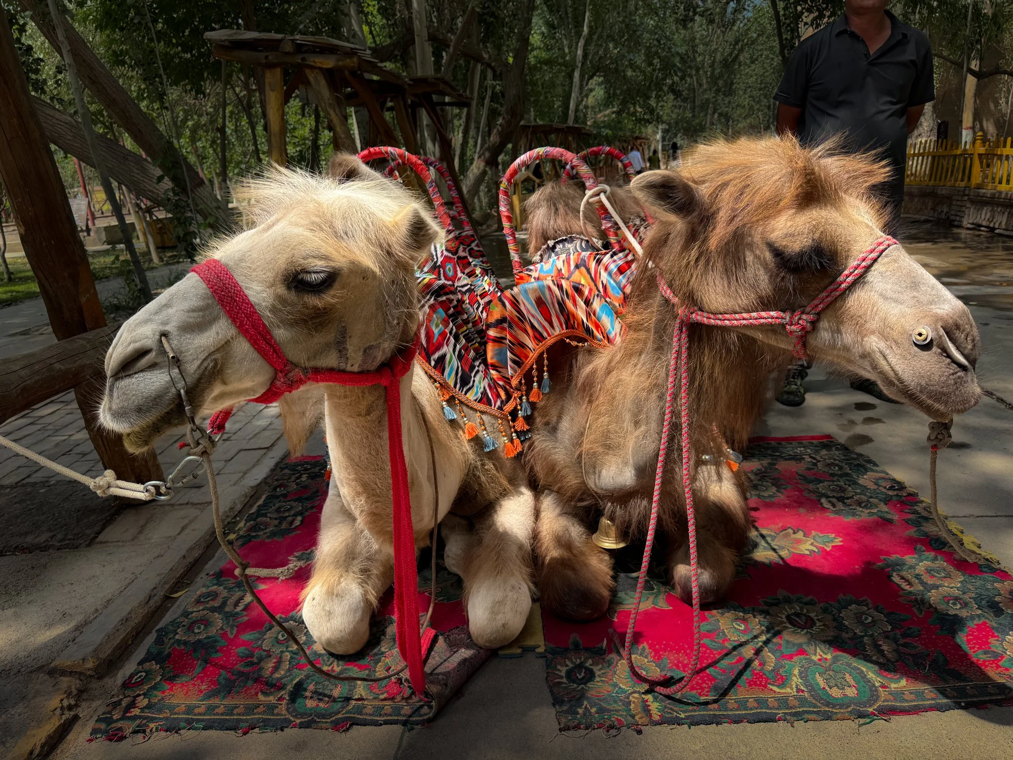 Camel rides