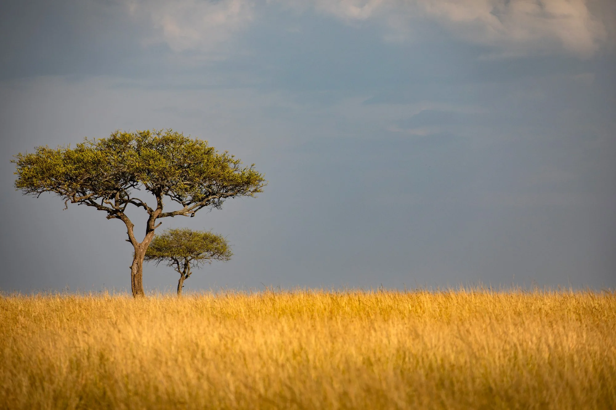 Acacia tortillas or Umbrella trees,  Masaai Mara,  Kenya