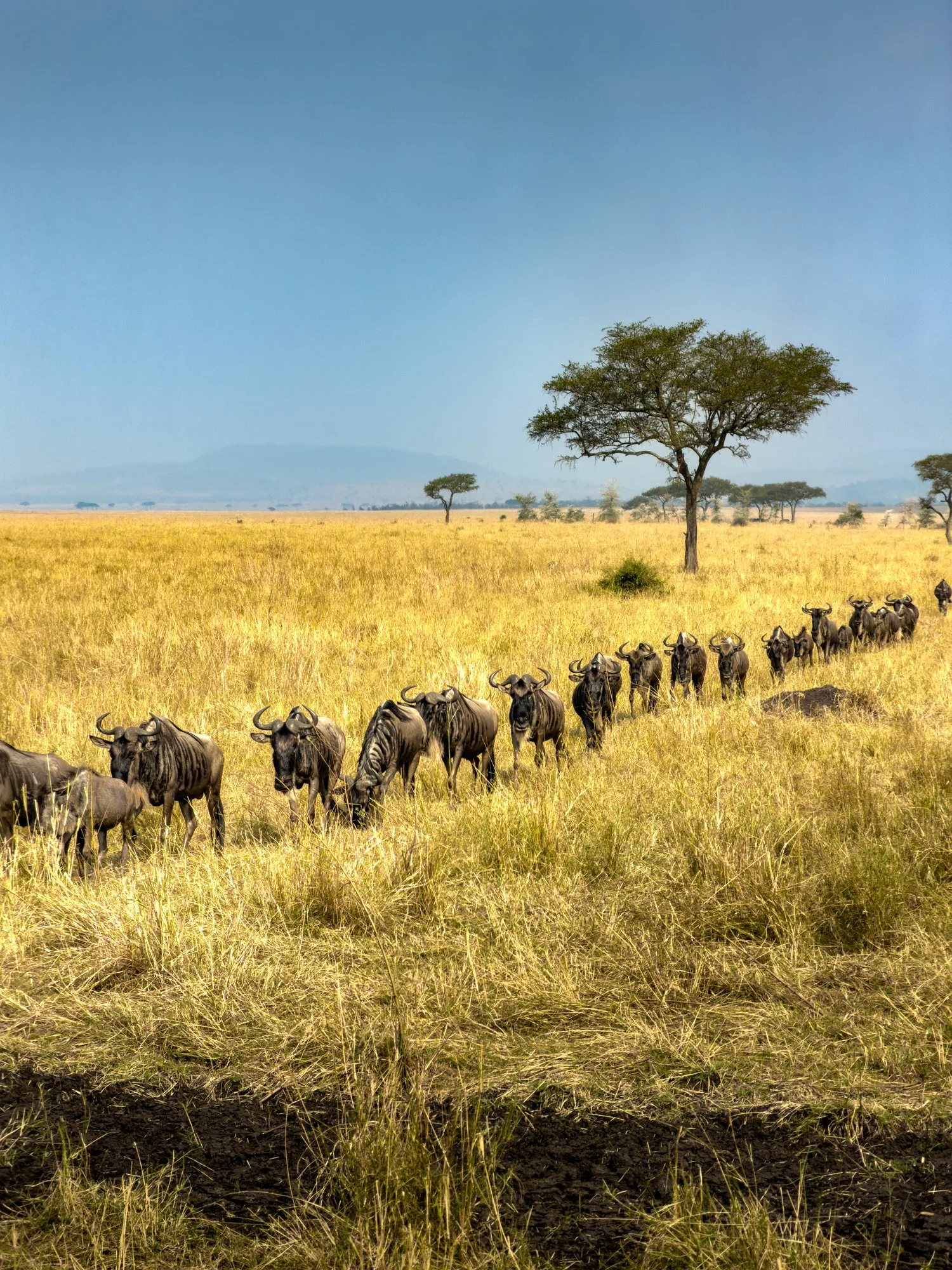Serengeti,  Tanzania