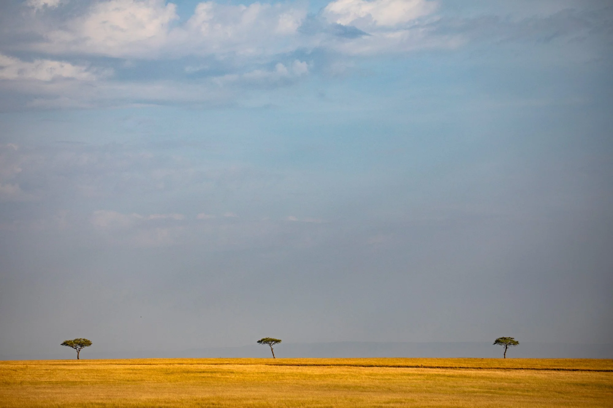 Acacia tortillas or Umbrella trees,  Masaai Mara,  Kenya