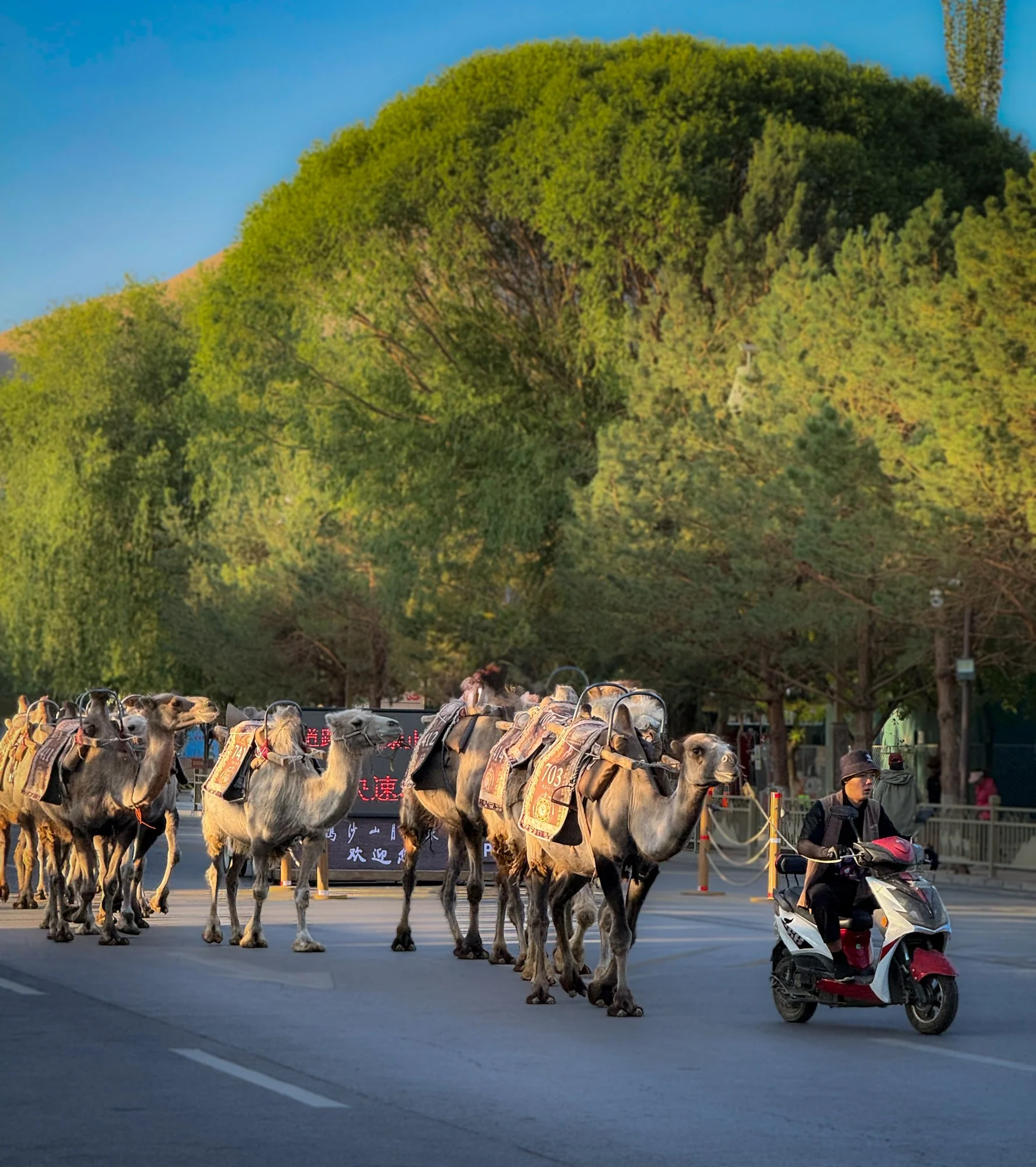 Camels going home