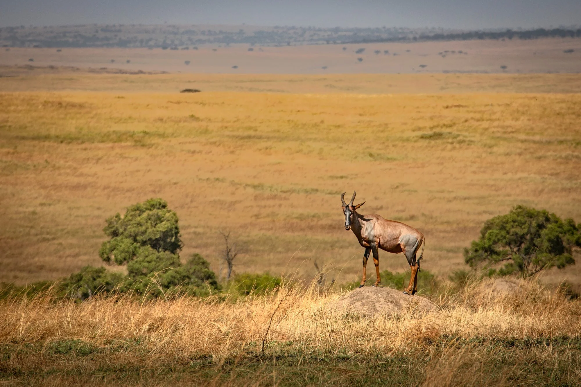 Tobi, Serengeti,  Tanzania