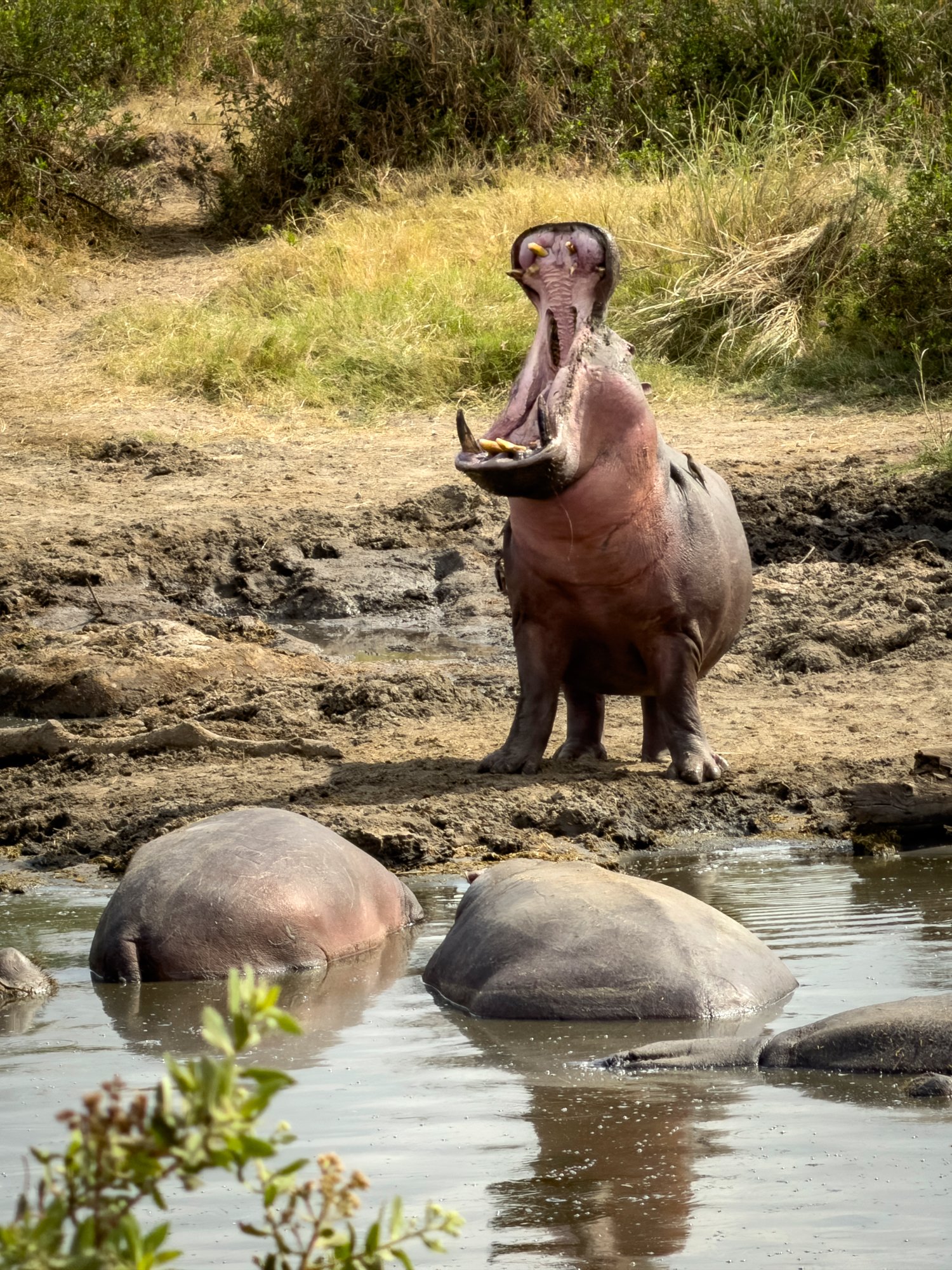 Hippopotamus,  Serengeti,  Tanzania