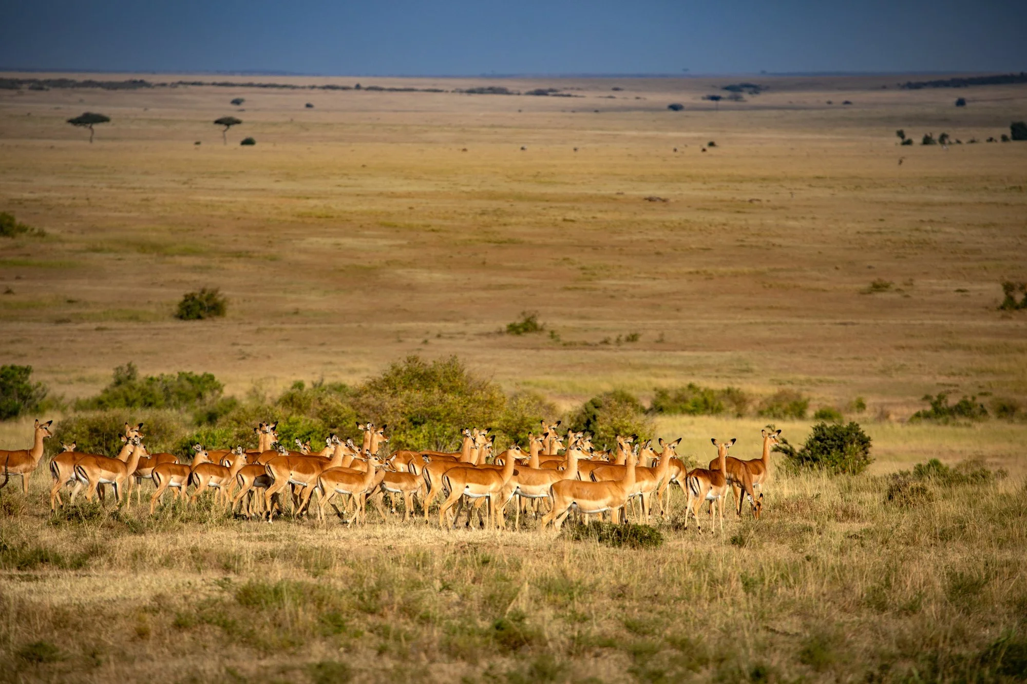 Impala,, Masaai Mara,  Kenya