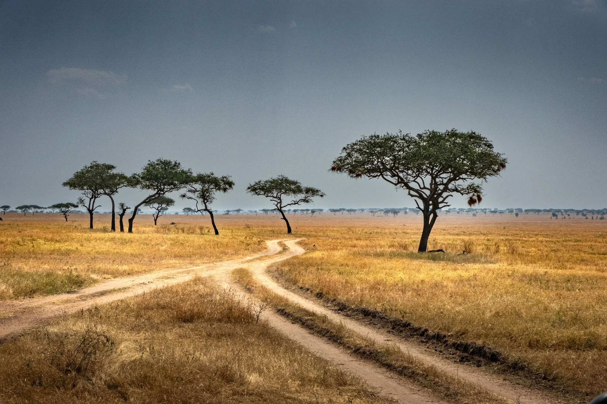 Acacia tortillas or Umbrella trees,  Serengeti,  Tanzania