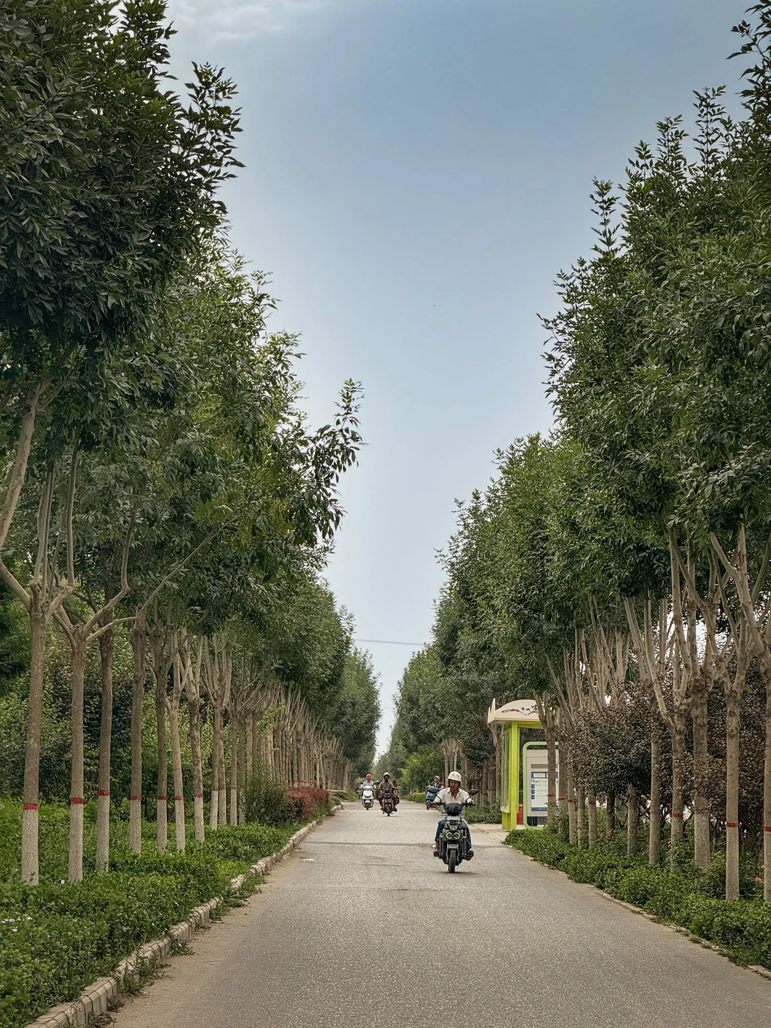 Avenues