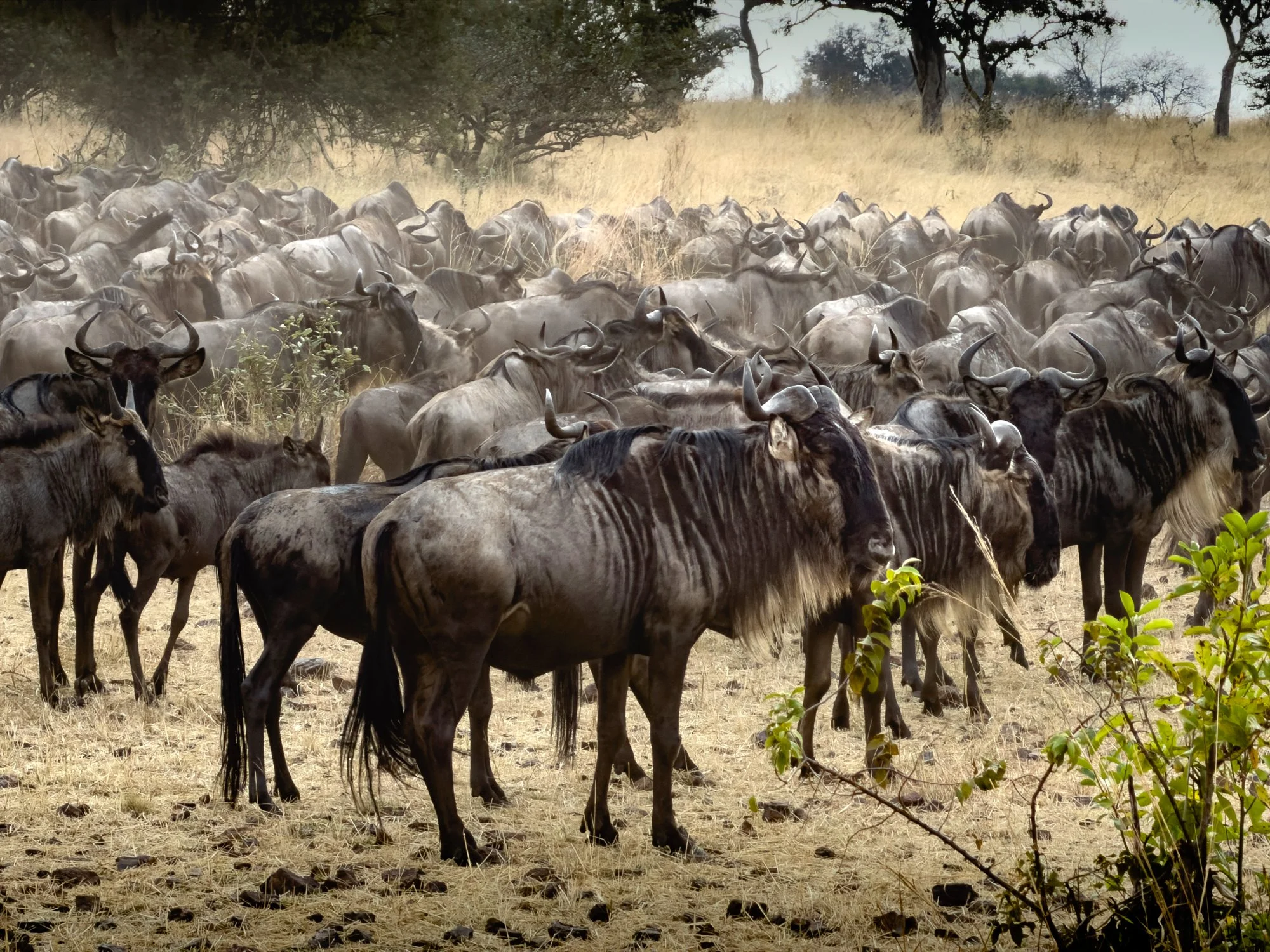 Wildebeest,  Masaai Mara,  Kenya