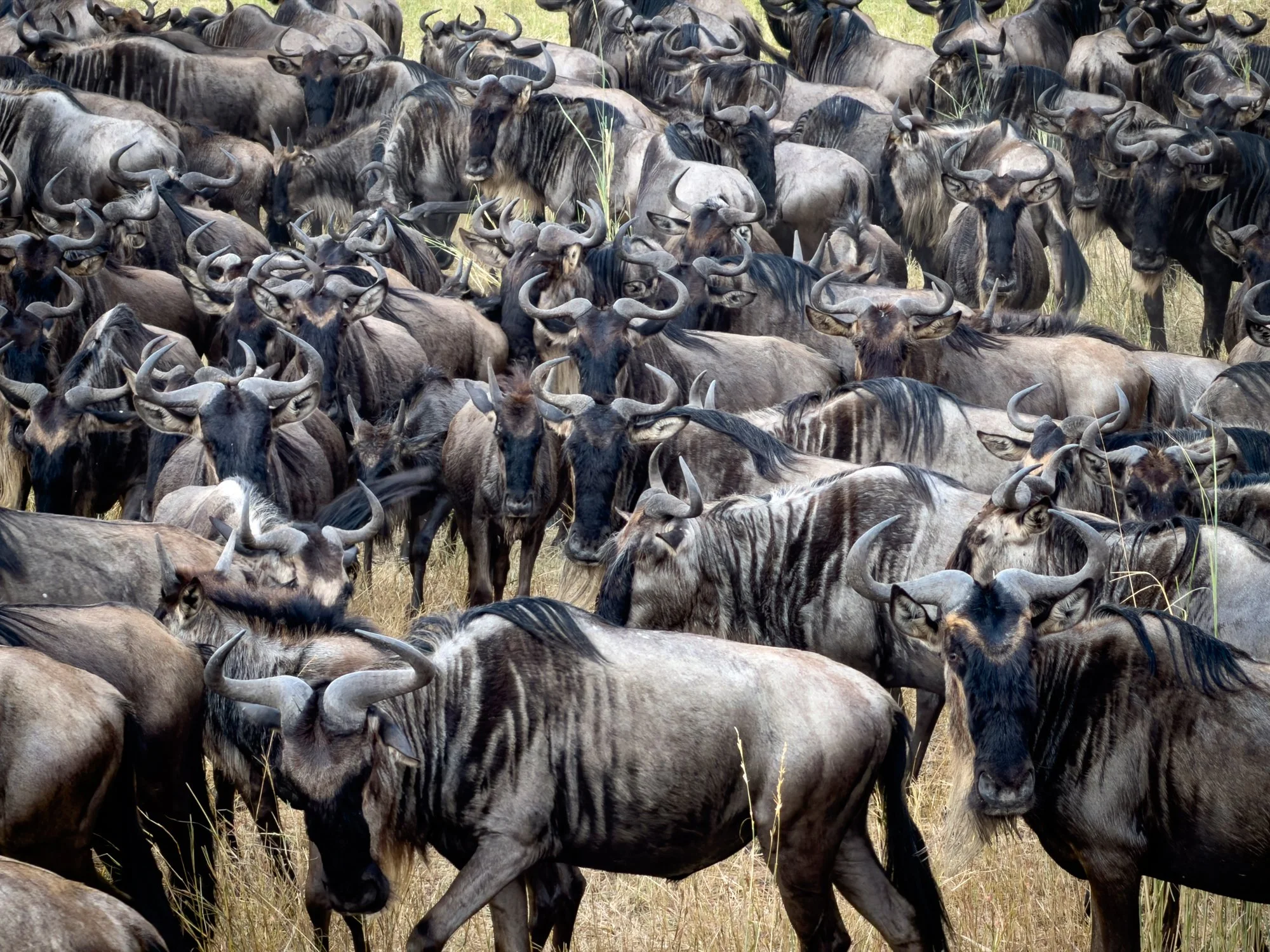 Wildebeest,  Masaai Mara,  Kenya