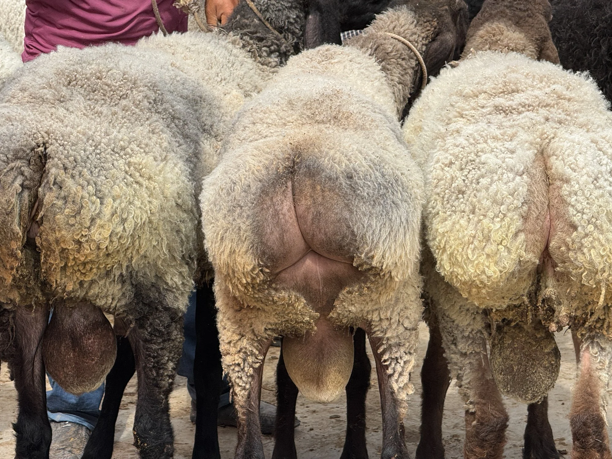 Yakshambe Market