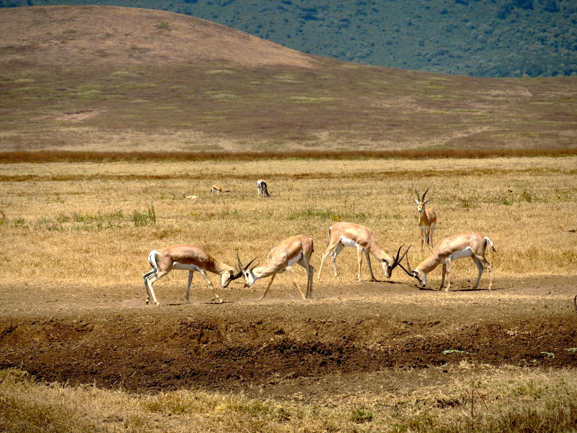 Impala, Ngorongoro Crater,  Tanzania