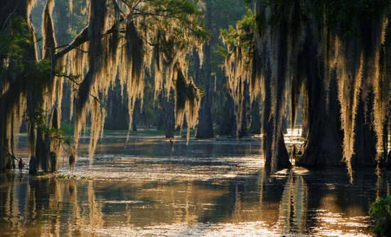 Swamp with trees covered in Spanish moss over water in a lush green area