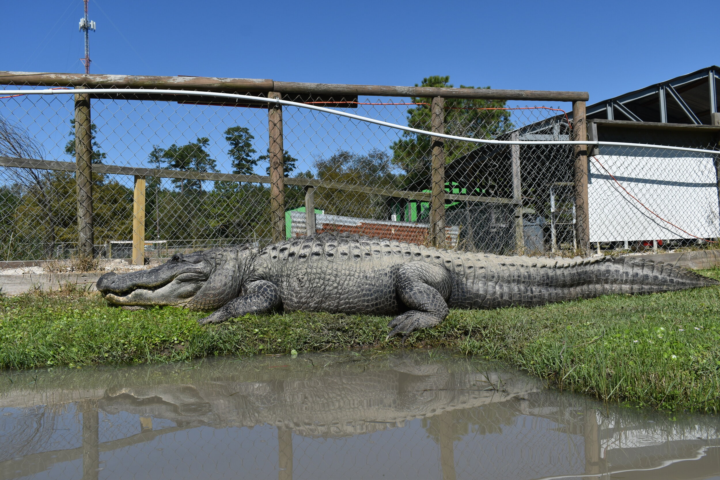 About — Gator Country Adventure Park