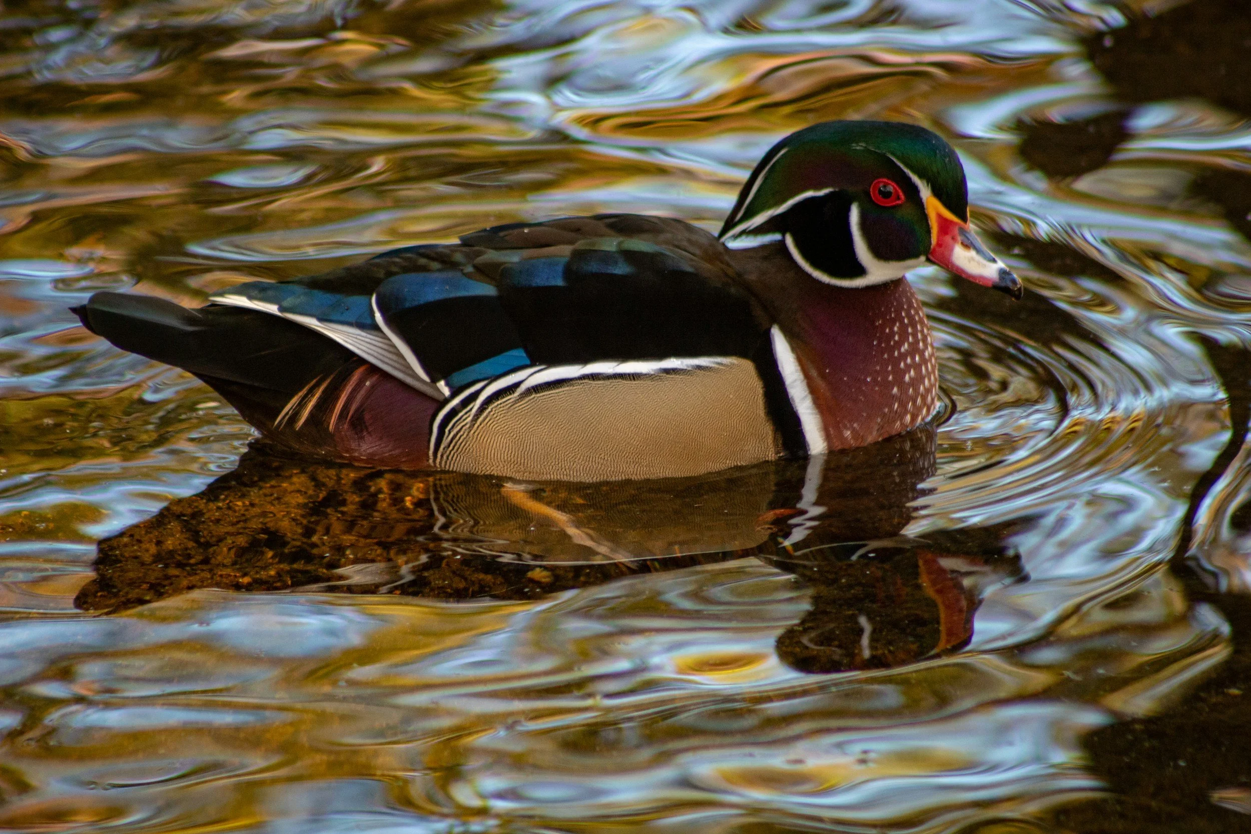 A colorful male wood duck swimming in a calm body of water with a reflection of the duck visible on the surface.